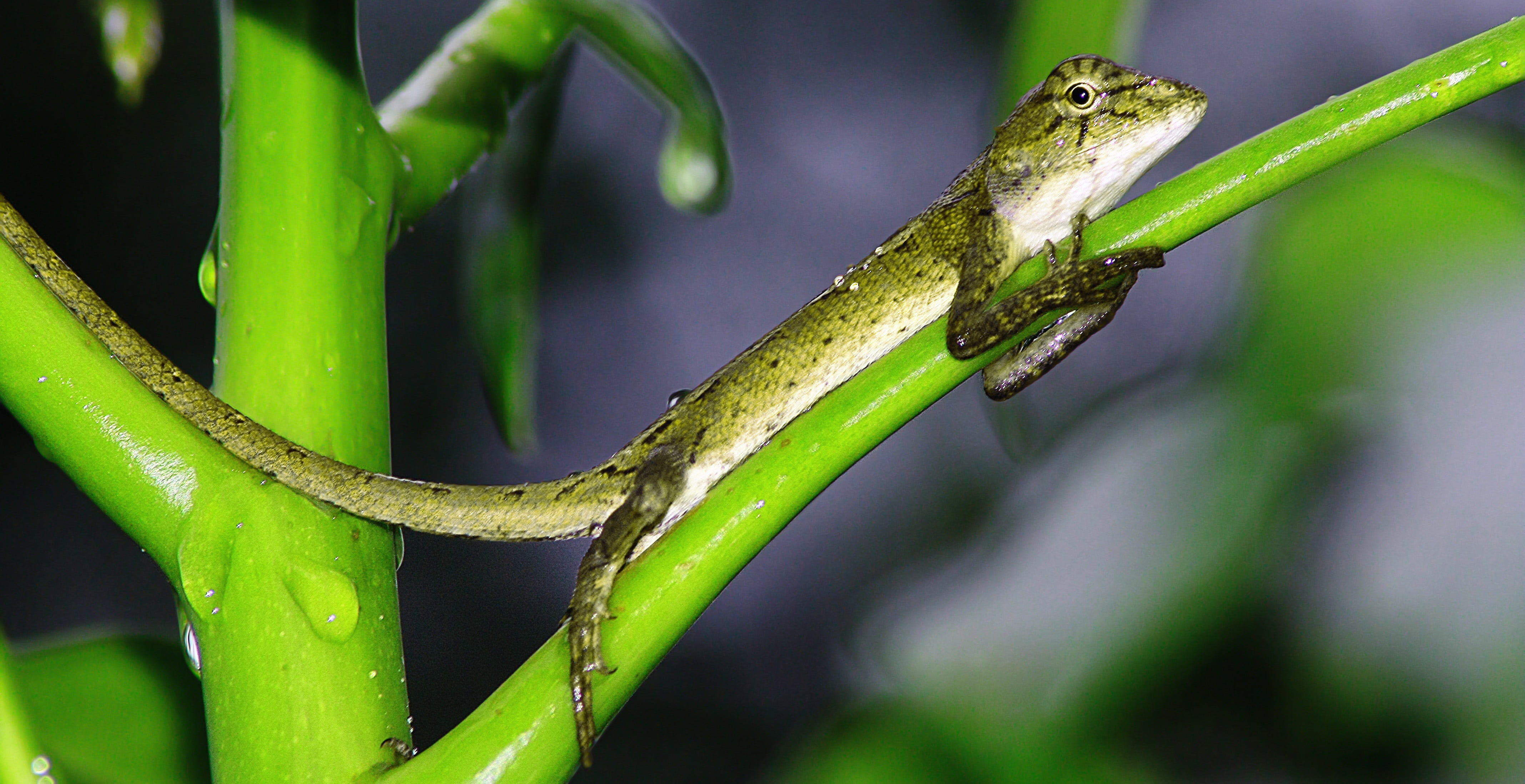 tail, spain, animals in the wild, day, full, europe, studio, wild, plant part, no people, rainforest, jungle, plant, vegetable, wildlife, tree, domestic, HD Wallpaper