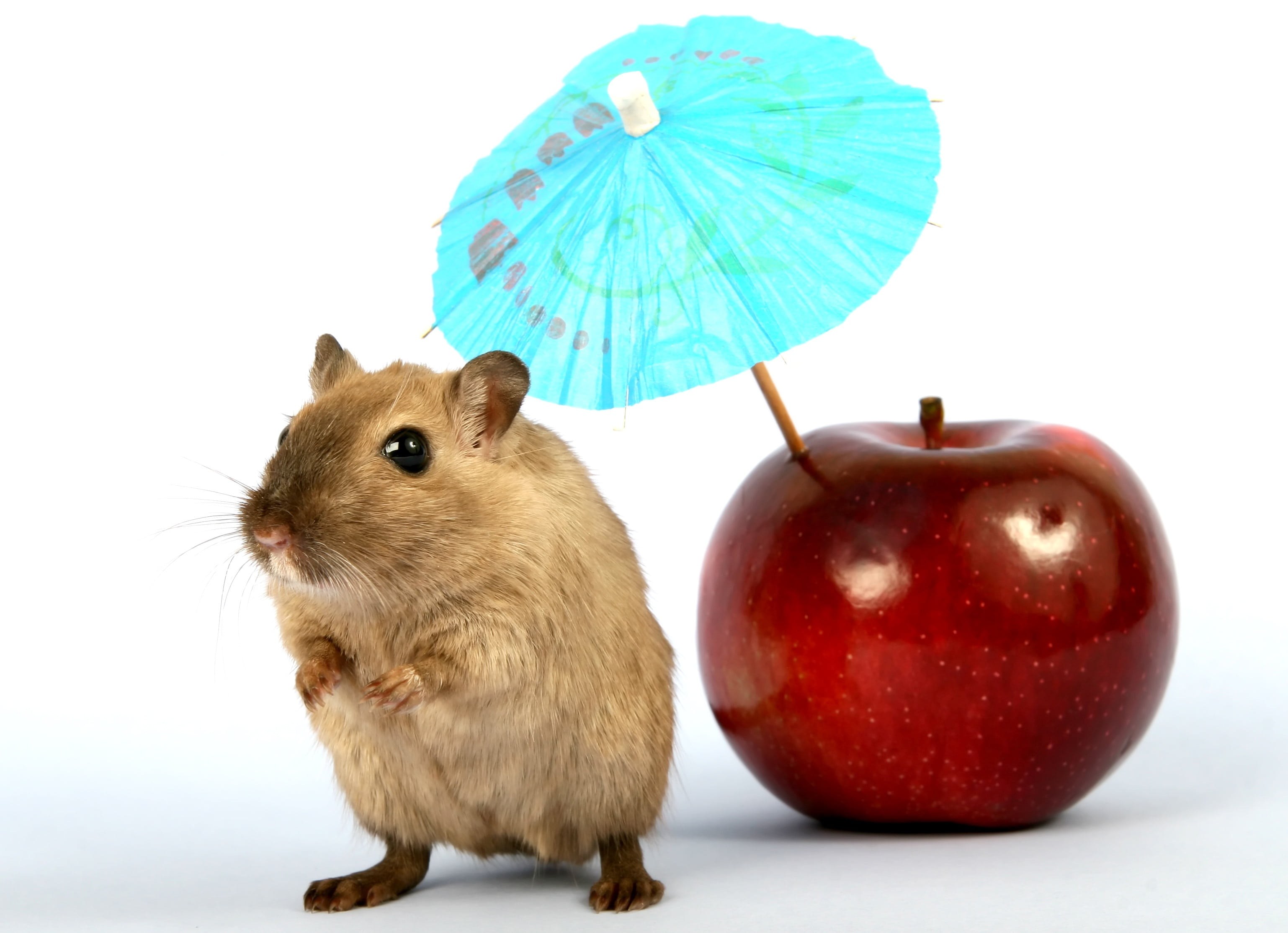 whiskers, hamster, young, small, girl, mouse, pet, pest, vermin, 2K, one animal, sun, fur, animal wildlife, cute, brown, studio shot, gerbil, domestic, HD Wallpaper