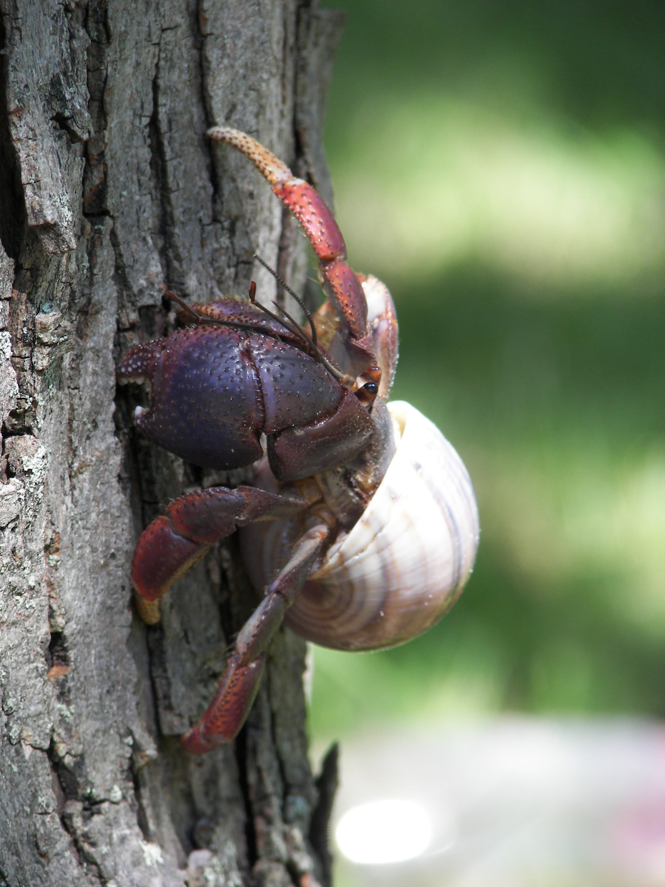 animal themes, animal wildlife, decapod, close up, land hermit crab, animal shell, purple pincher, critter, plant, hermit crab, insect, marine, 2K, close-up, Phone HD Wallpaper