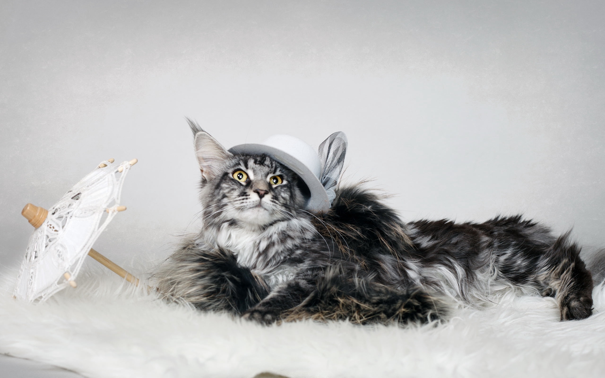 hat, sitting, fur, long, playful, white, silver, looking, hair, black, young Animal, domestic, feline, haired, domestic Animals, paw, cat, one Animal, 2K, HD Wallpaper