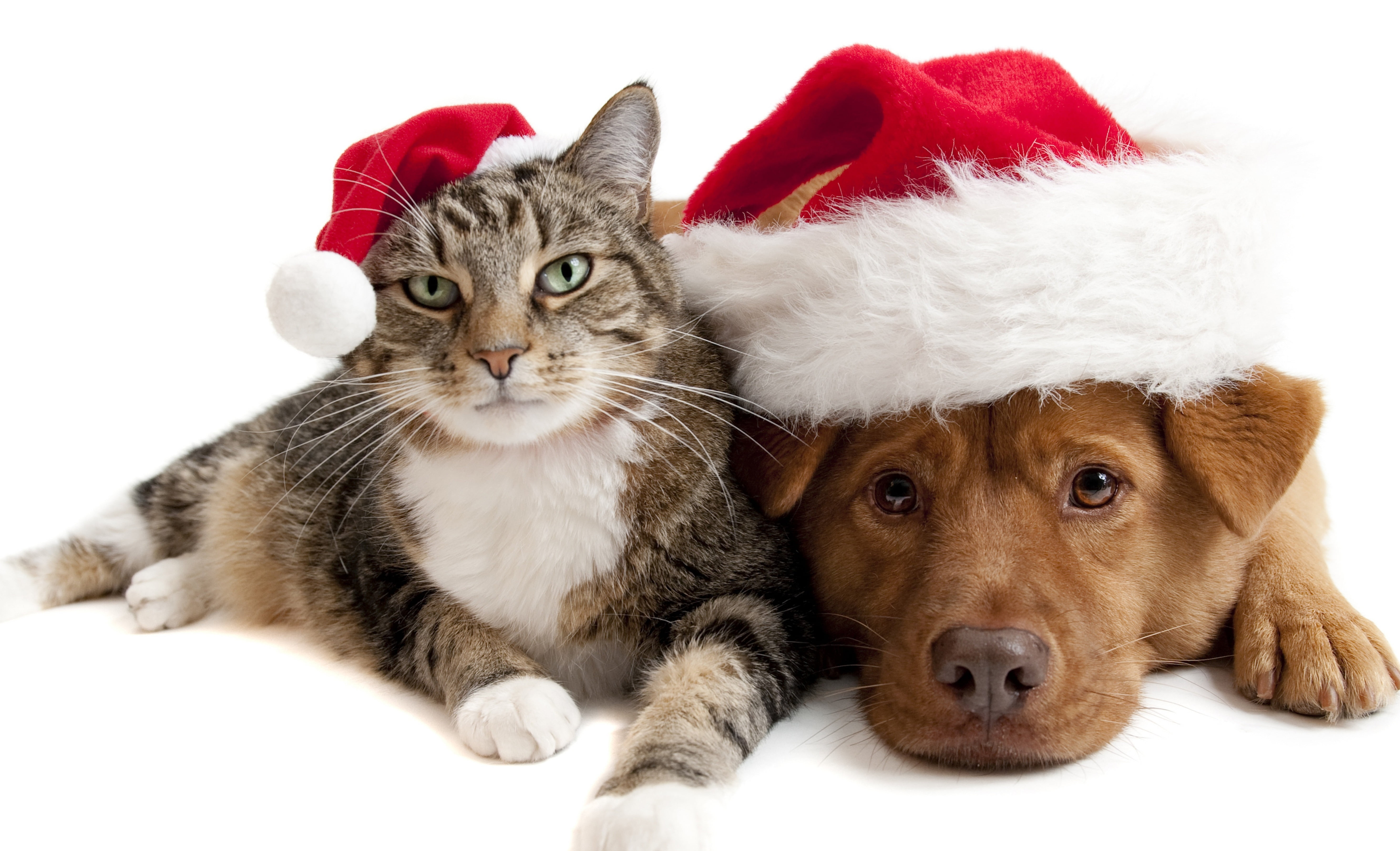 red, mammal, feline, cut Out, friendship, short, studio Shot, white Background, lying Down, domestic Cat, purebred Dog, one Animal, animal, christmas hat, HD Wallpaper