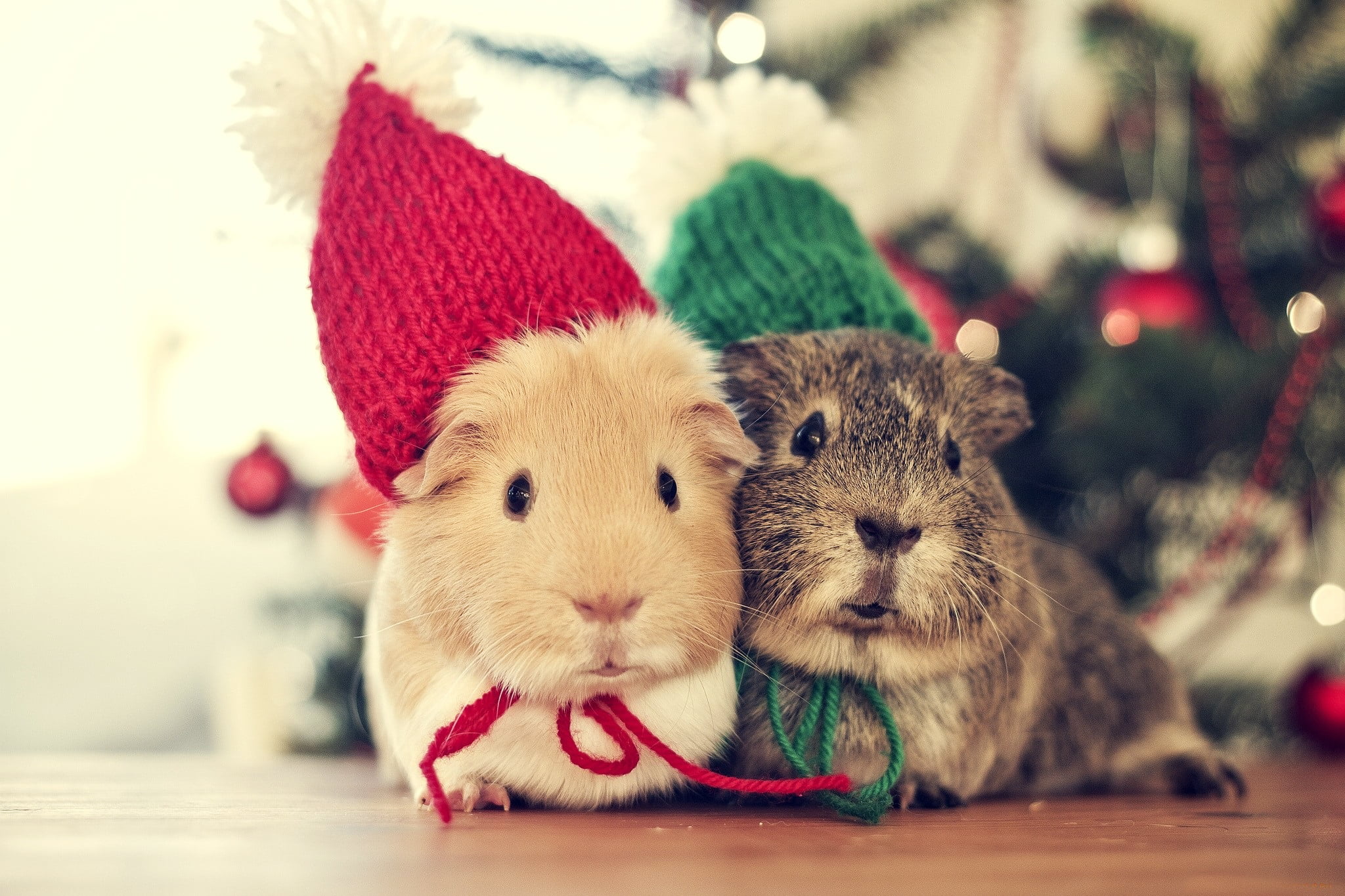domestic Animals, humor, Colourful, Vintage, Cold, one animal, Cute, fun, small, brown, Love, christmas Decoration, no People, rabbit - Animal, celebration, HD Wallpaper
