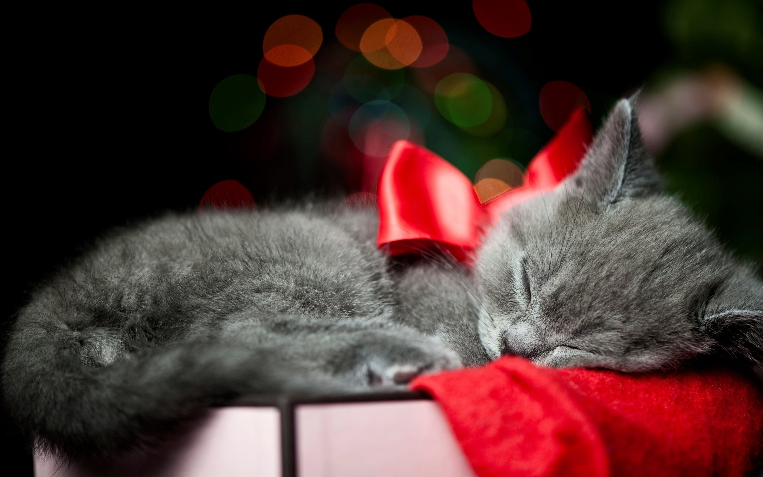 fluffy, feline, no people, gift, young Animal, eyes closed, mammal, focus on foreground, gray, purebred Cat, red, relaxation, black Color, animal, celebration, HD Wallpaper