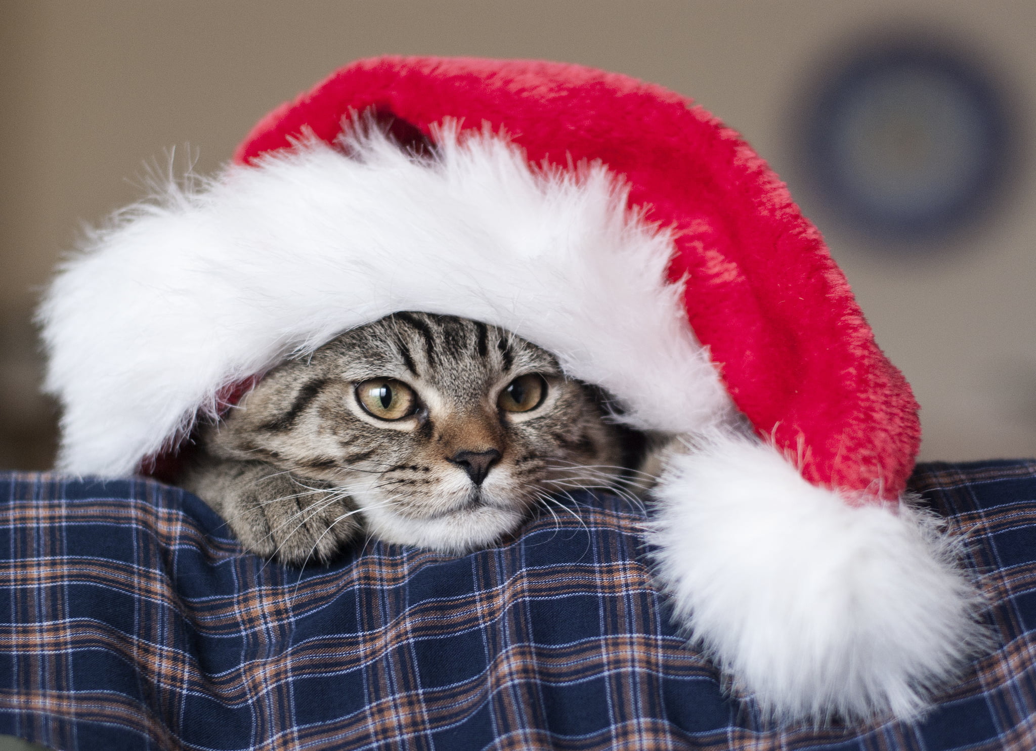 santa hat, feline, domestic Animals, cute, muzzle, tabby, 1080P, animal Eye, purebred Cat, focus on foreground, domestic Cat, celebration, beautiful, white, HD Wallpaper
