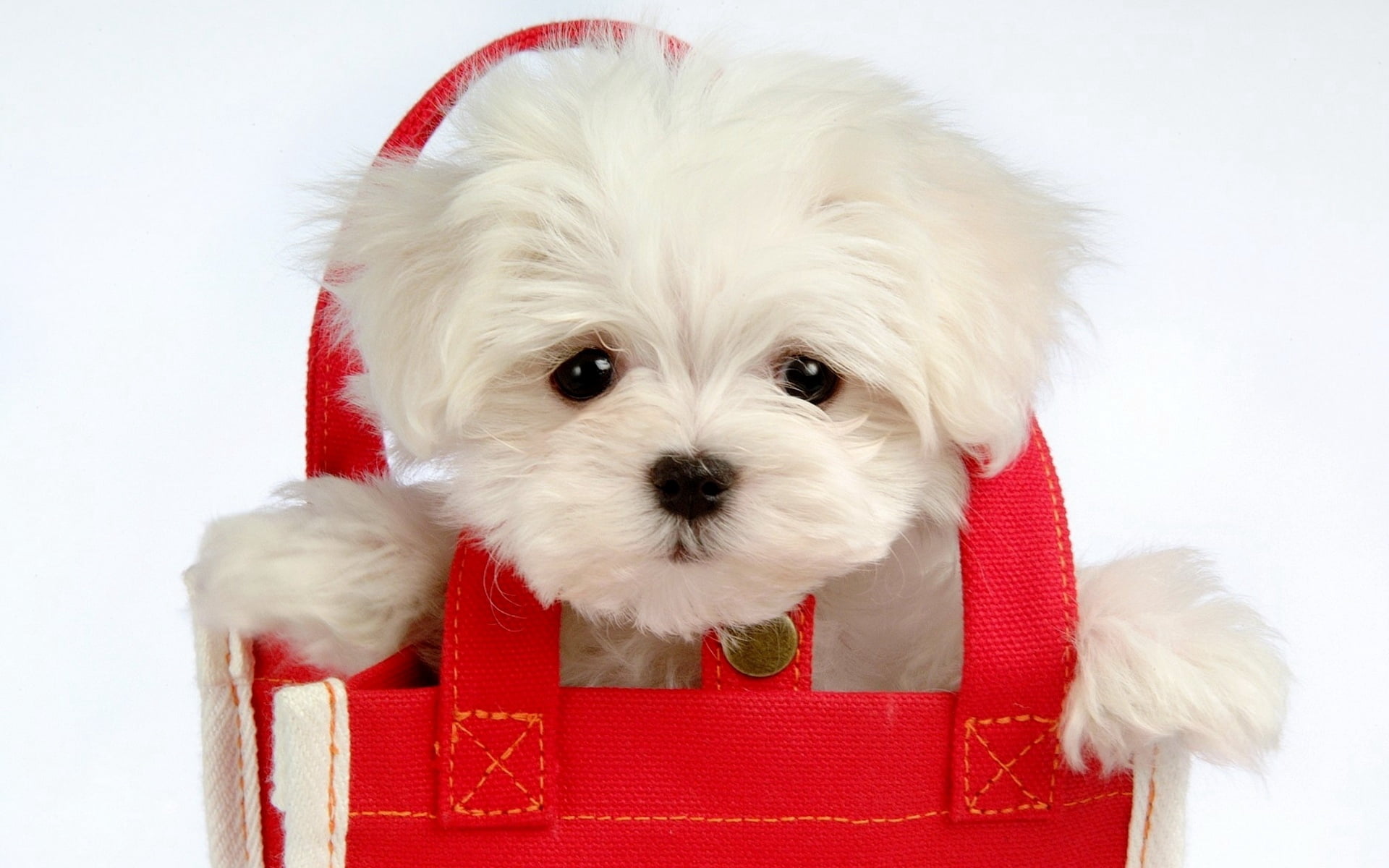 fluffy, christmas, santa Claus, animal themes, purebred Dog, fur, cute, no People, friendship, bag, red, canine, white, looking, coat, gift, lap Dog, puppy, HD Wallpaper