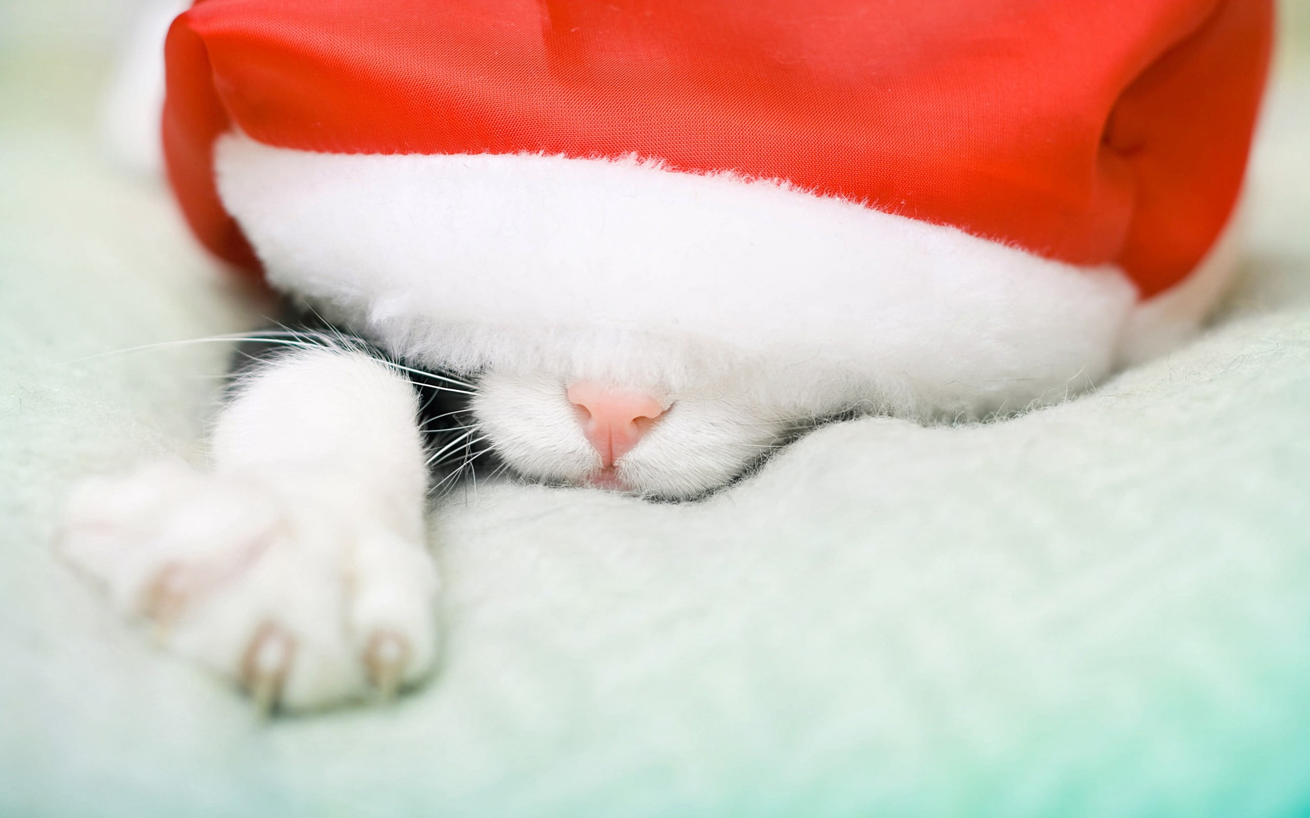 cute, fluffy, small, animal head, selective focus, domestic Animals, no people, animal Nose, one Animal, santa Claus, domestic cat, hat, animal, white, HD Wallpaper