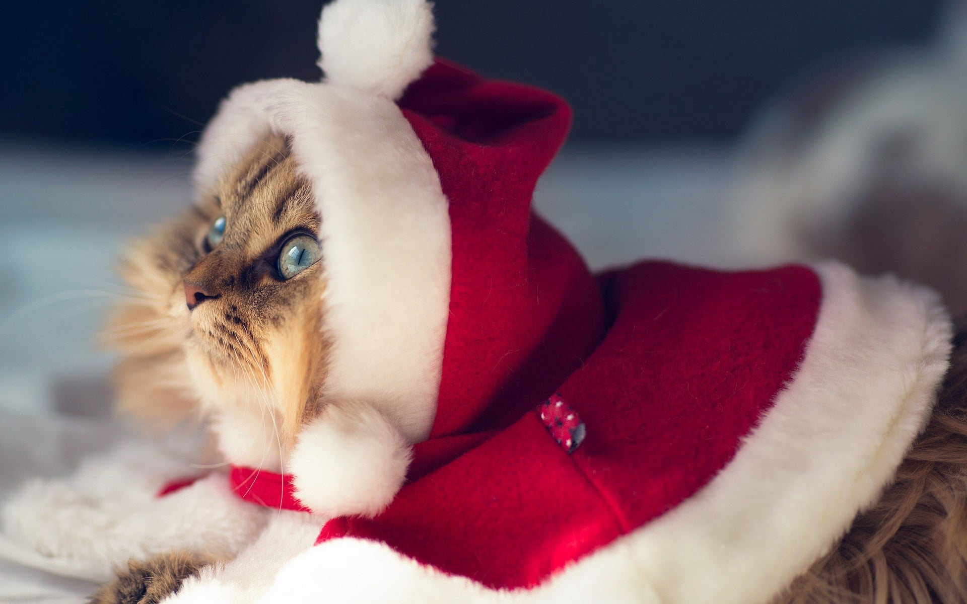 fluffy, fun, whisker, white, domestic, santa Claus, pets, animal, young Animal, red, winter, christmas, celebration, decoration, outfit, close-up, small, HD Wallpaper