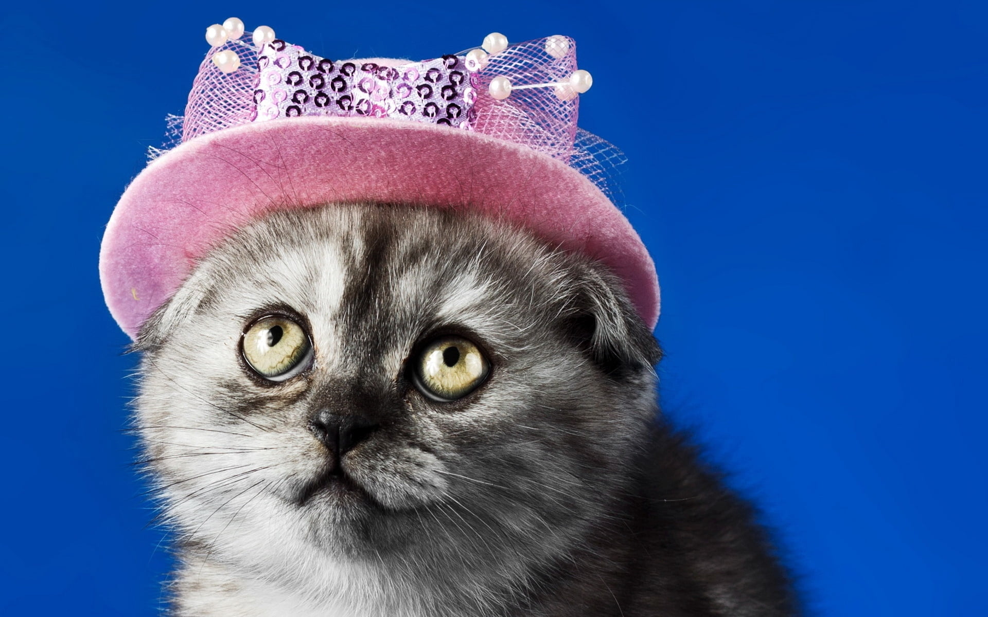 gray, 1080P, looking at camera, domestic Cat, portrait, fun, fluffy, pet clothing, animal, beautiful, cat, small, face, humor, tabby, studio shot, close-up, HD Wallpaper