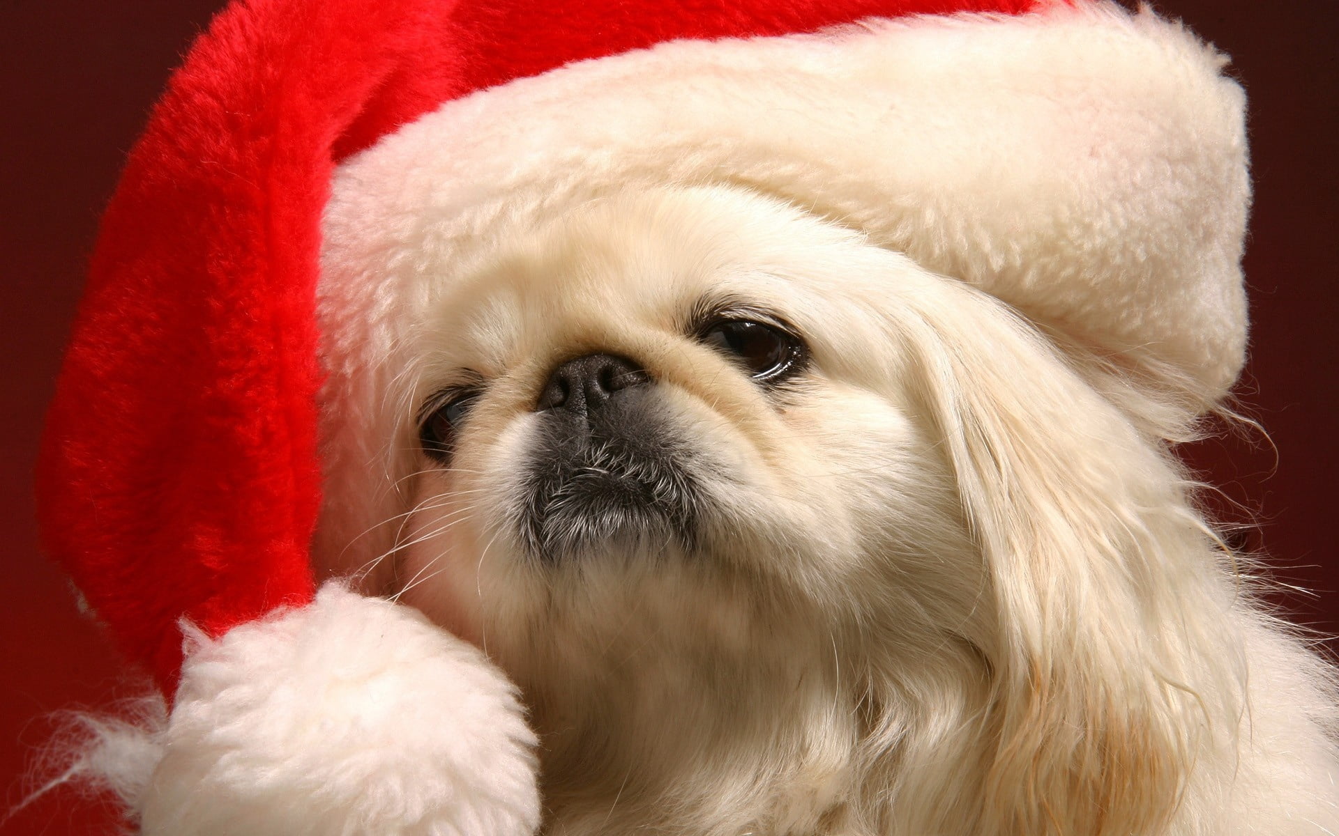 fluffy, christmas, canine, santa, coated, no People, hat, young Animal, close-up, red, mammal, white, animal Hair, shih tzu, puppy, domestic, pets, animals And Pets, HD Wallpaper