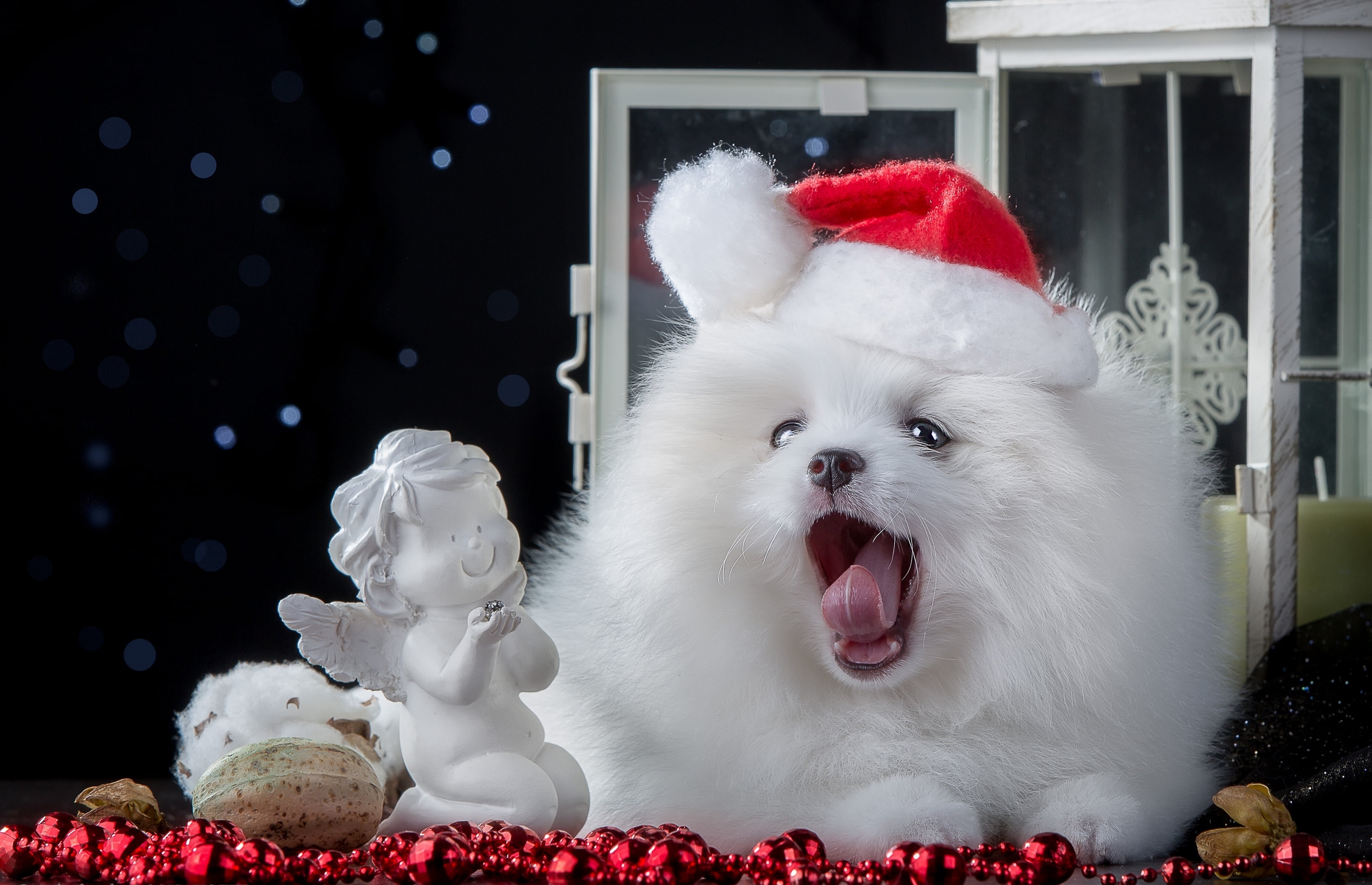 pets, cap, puppy, domestic, beautiful, fur, close-up, white color, pomeranian, sweet, white, mammal, christmas, beads, winter, dog, fun, domestic Cat, angel, HD Wallpaper