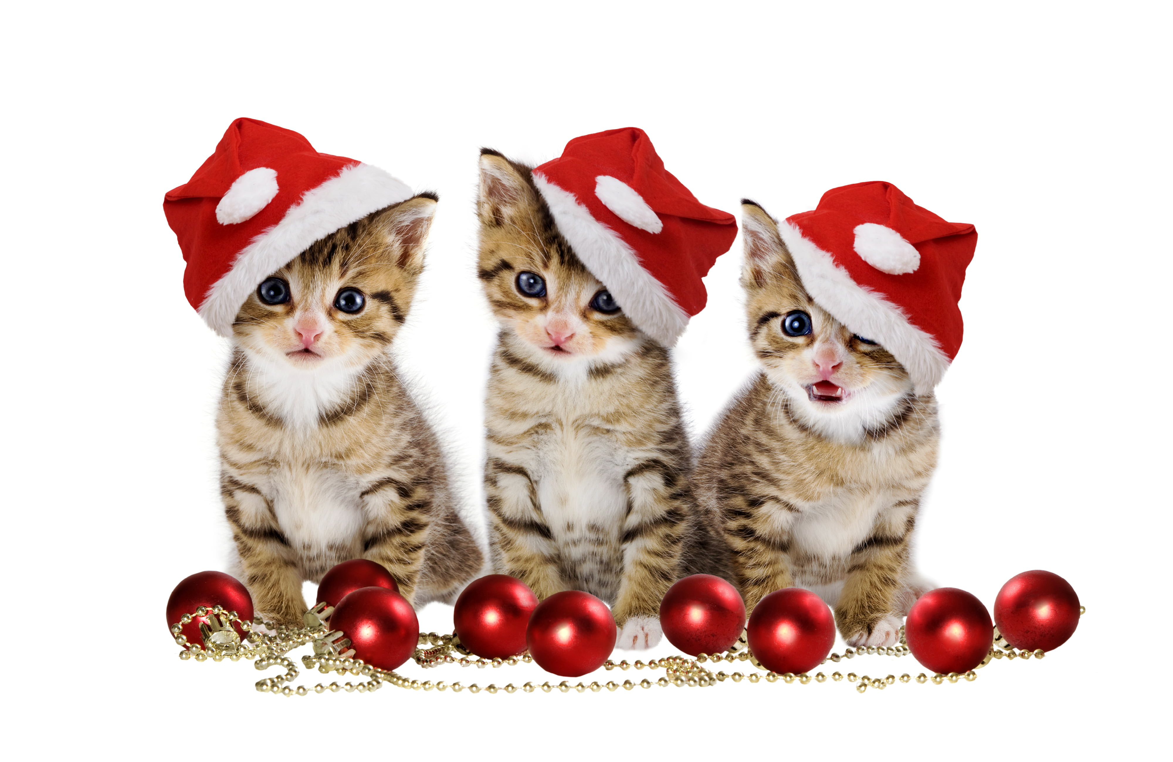 kitten, looking at camera, studio Shot, pretty, beautiful, christmas balls, hat, sitting, cat, fun, kittens, three, toy, 4K, santa Claus, christmas Ornament, HD Wallpaper