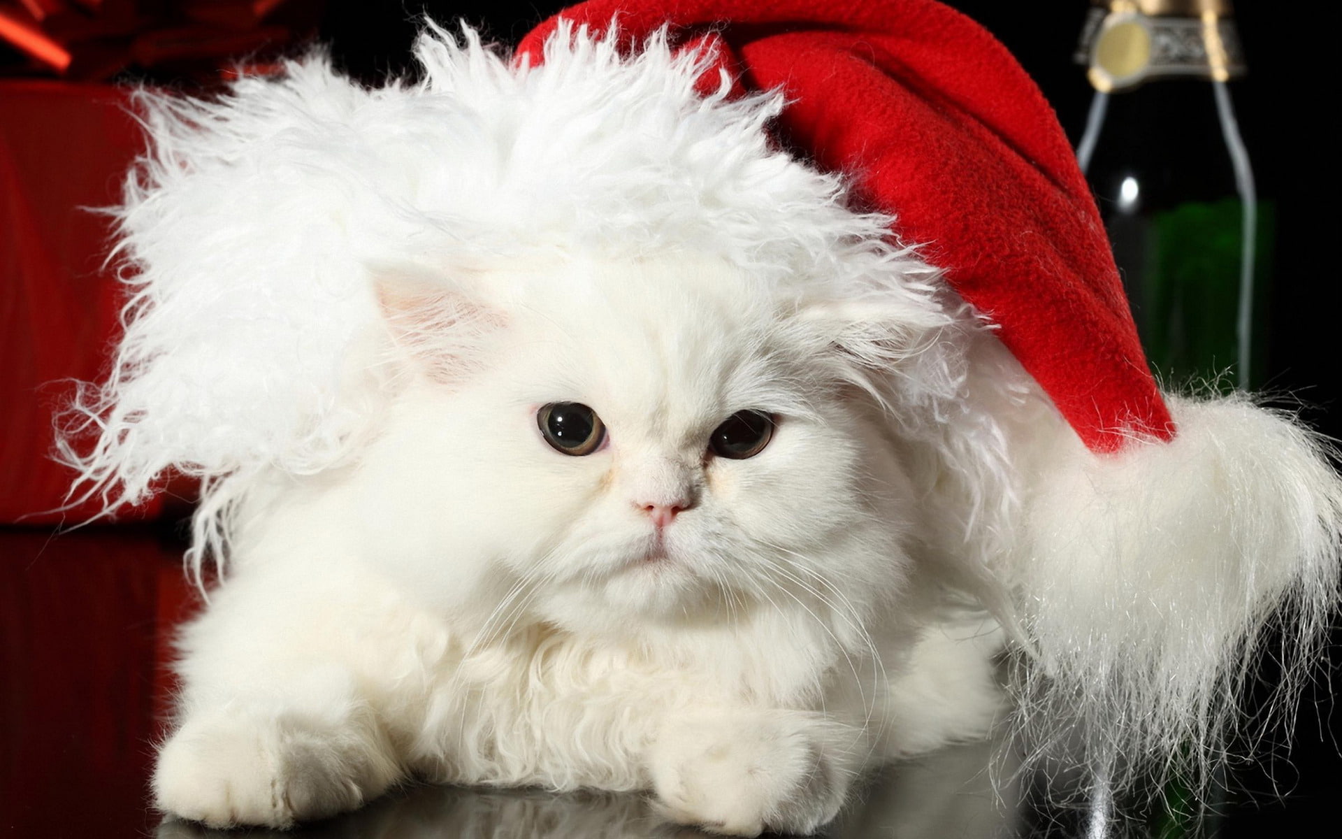 fur, 1080P, cat, hat, white, holiday, pers, Santa Claus, new year, wool, fluffy, HD Wallpaper