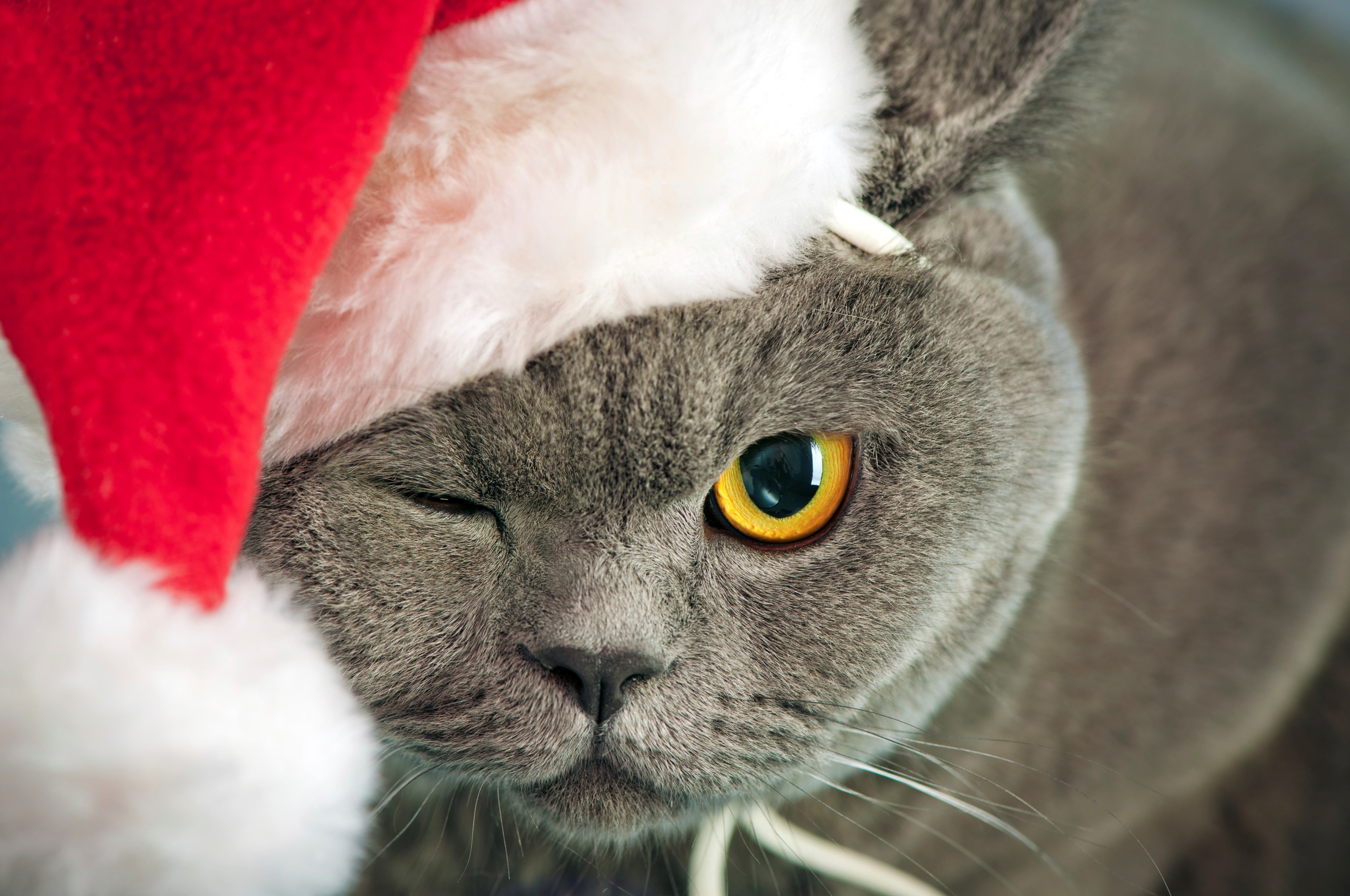 animal eye, animal head, fur, domestic, hat, close-up, no people, eyes, yellow, mammal, yellow eyes, fluffy, 4K, humor, white, British, Christmas, winter, HD Wallpaper