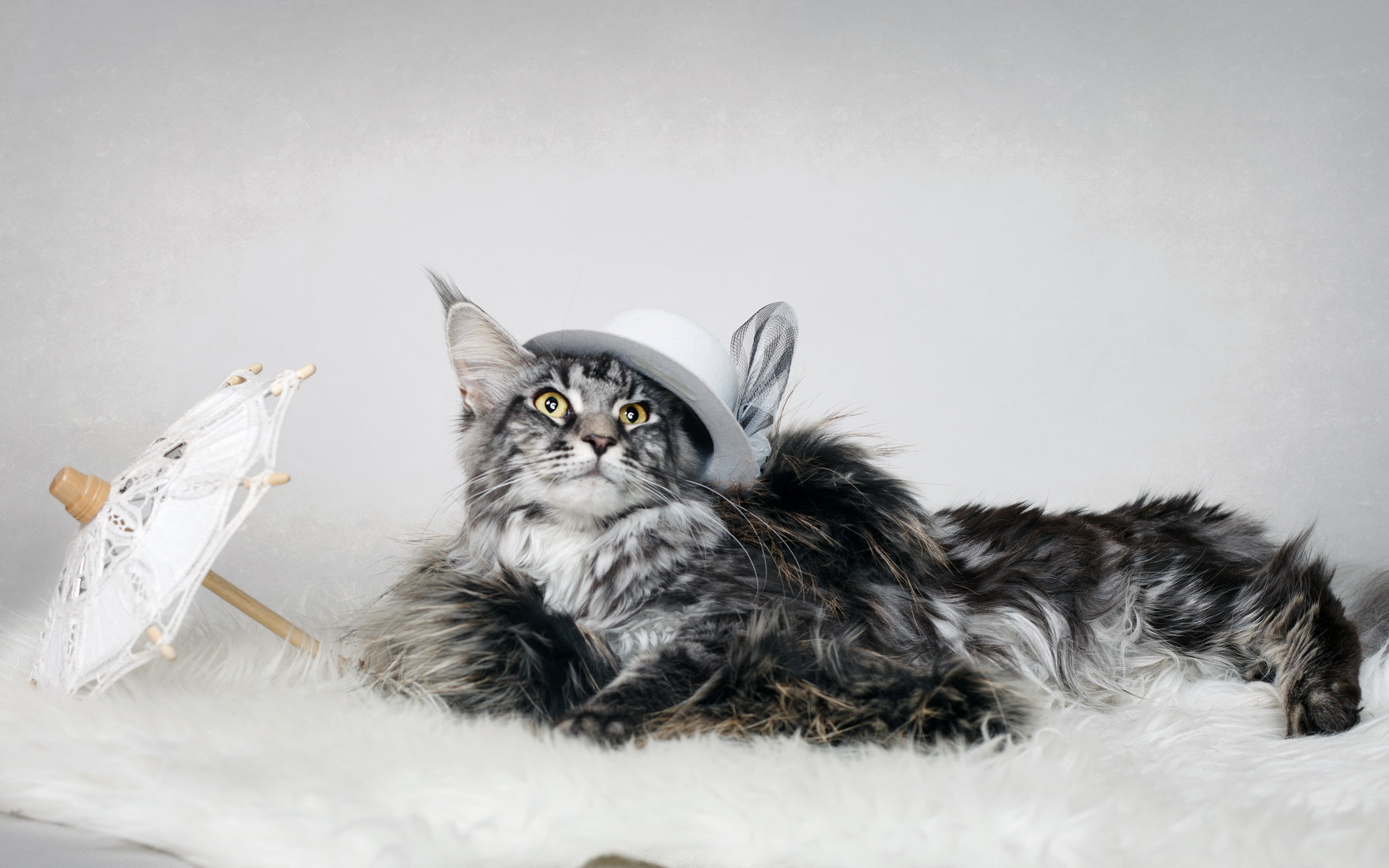 2K, fluffy, cat, hat, HD Wallpaper