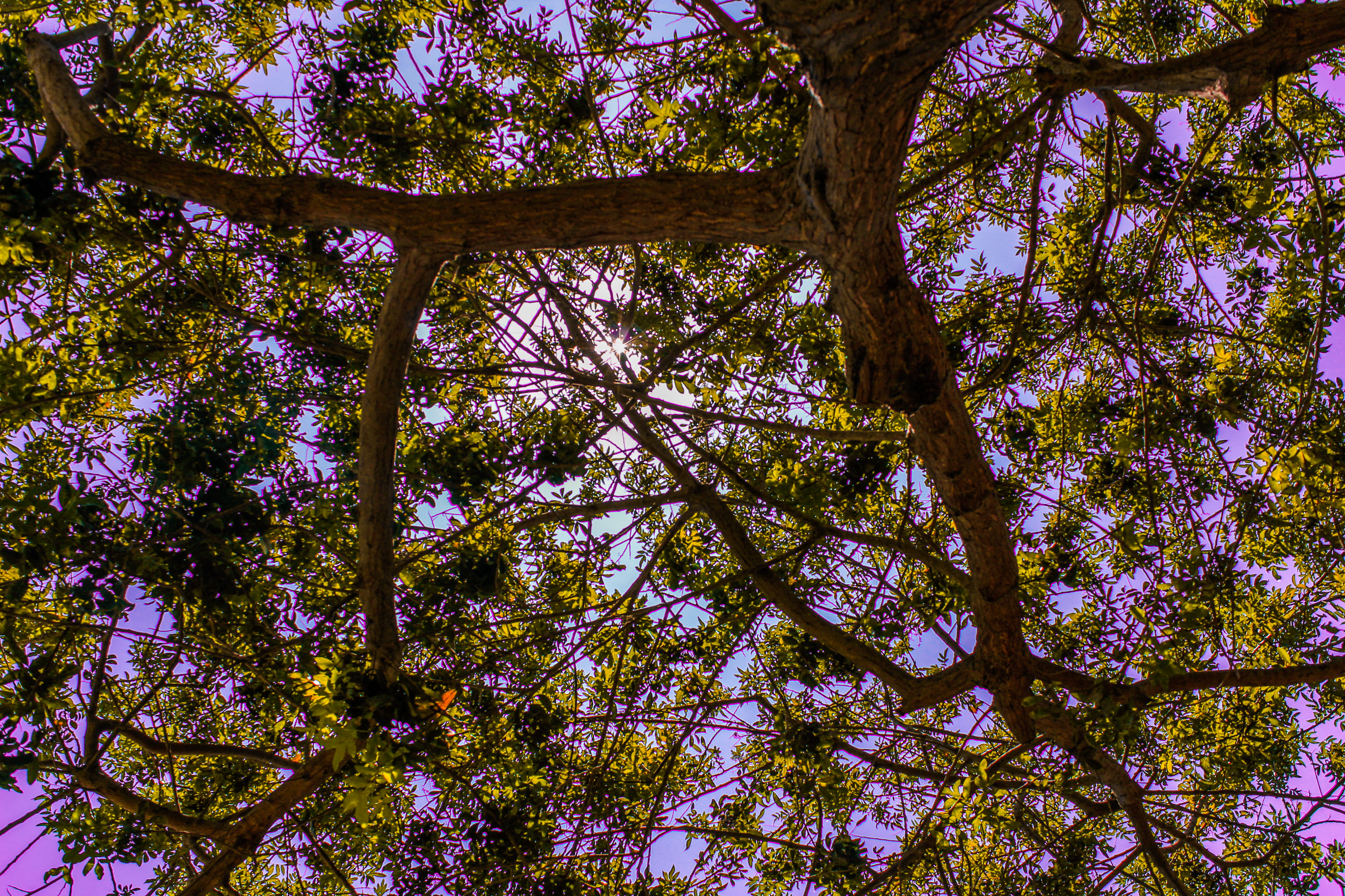 lightroom, outdoors, branch, tree trunk, tall - high, sky, violet, forest, plant, trunk, land, directly below, tree, fantasy, 5K, fairytail, growth, day, HD Wallpaper