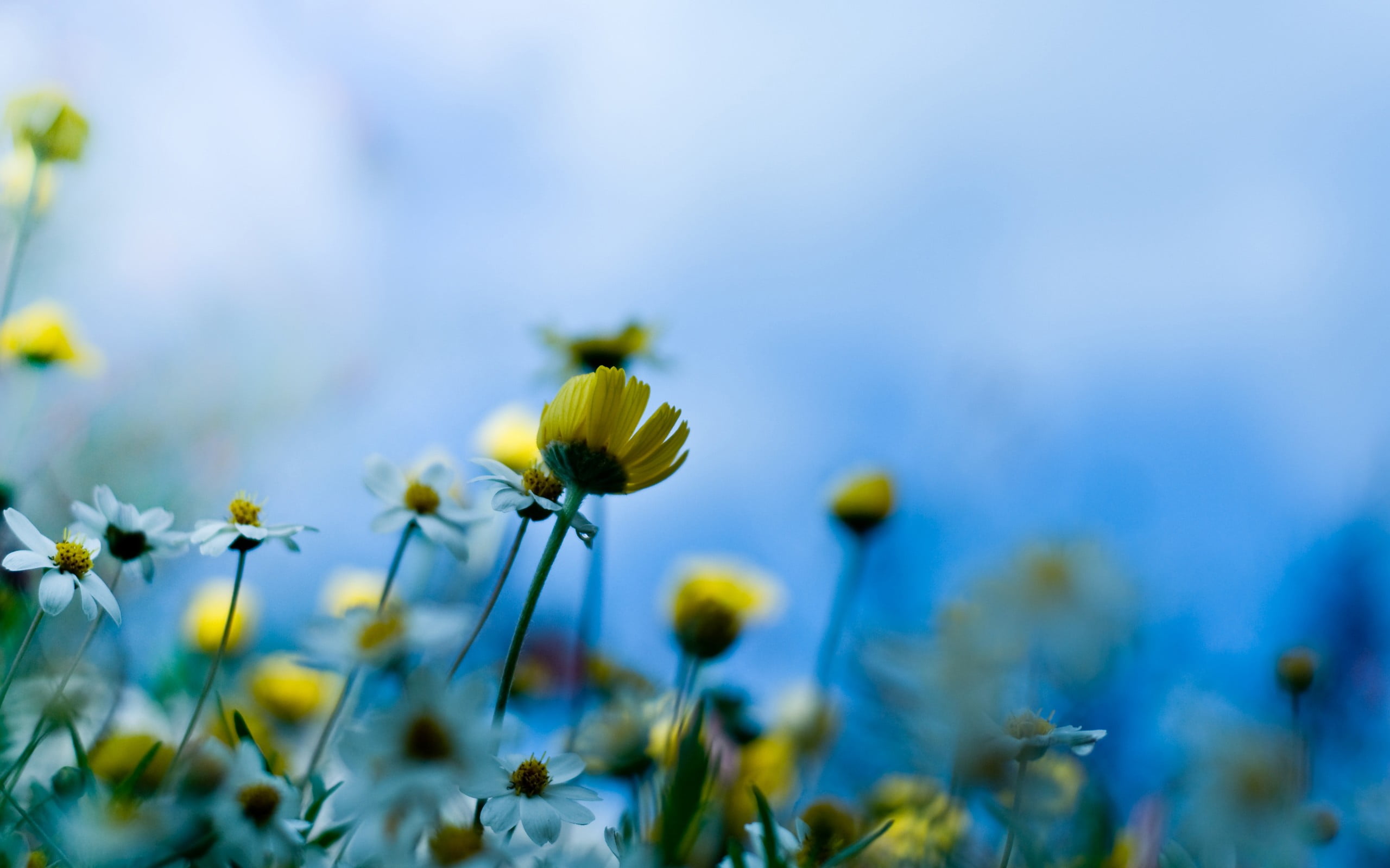 plants, flowers, petaled, environment, daytime, yellow, springtime, close-up, land, selective focus, nature, freshness, macro, plant, inflorescence, flower, HD Wallpaper