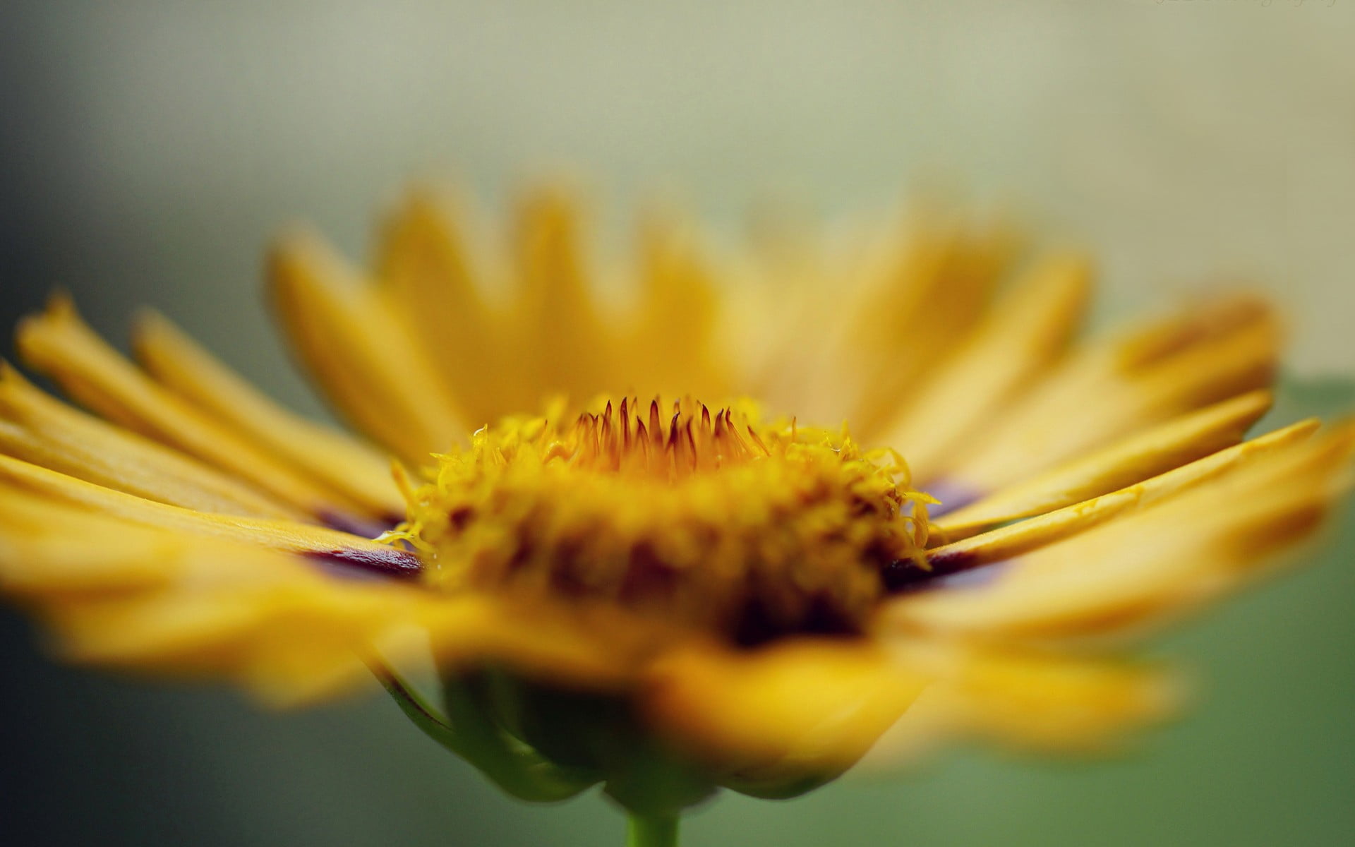 close-up, petaled, yellow, macro, sepal, day, pollen, no people, flowers, freshness, flower head, vulnerability, flower, selective focus, petal, fragility, HD Wallpaper
