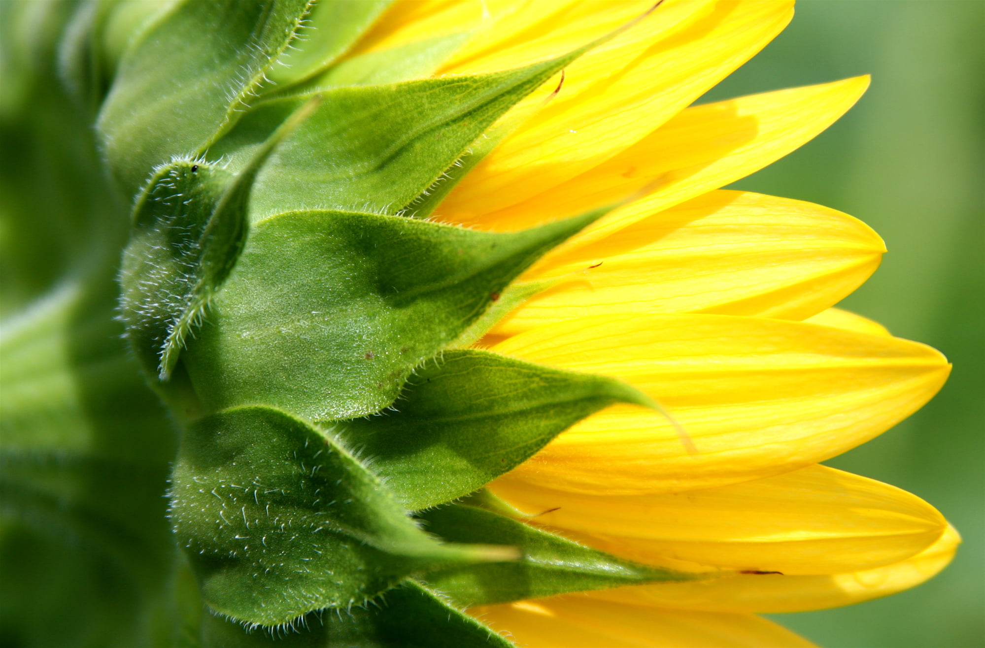 yellow, flower, petal, stow, summer, nature, plant, sunflower, color, leaf, close-up, petaled, flower Head, 1080P, HD Wallpaper