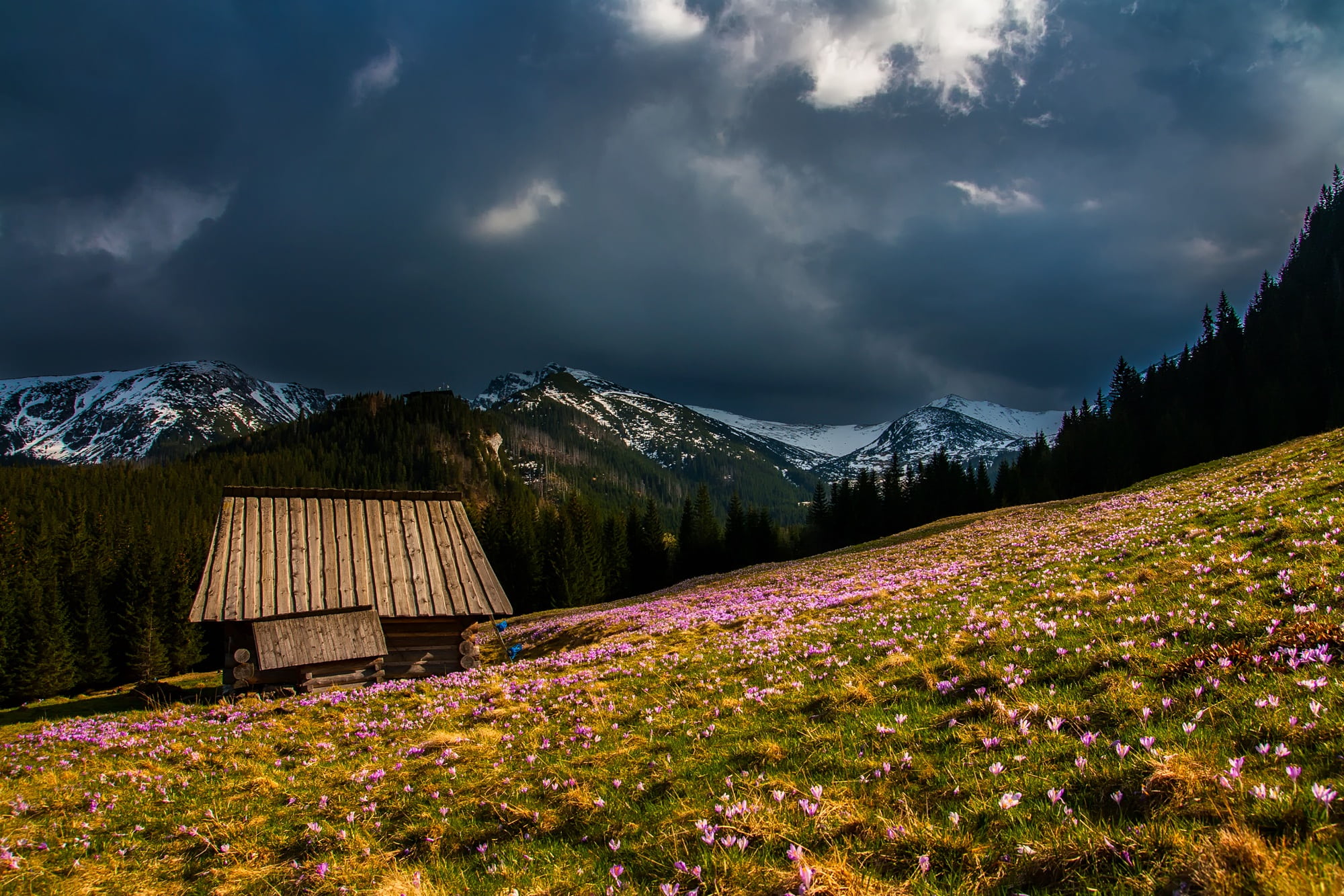 brown, country, green, rural scene, field, environment, mountain range, pastoral, spring, outdoors, mountain, plant, cloud - sky, snow, grass, clouds, scenics, HD Wallpaper