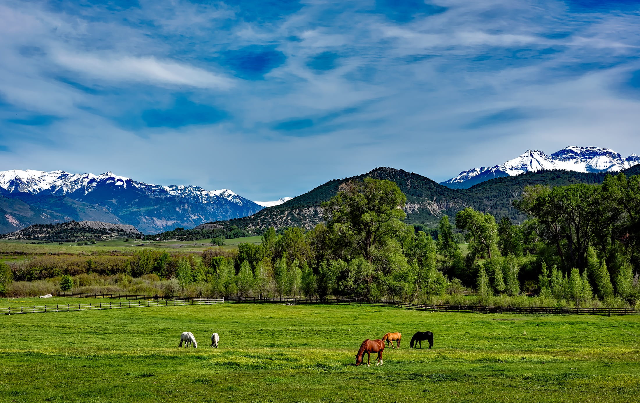 forest, green, 1080P, animal themes, brown, daytime, cattle, livestock, blue, trees, sky, scenics - nature, domestic, beauty in nature, hdr, meadow, domestic animals, HD Wallpaper