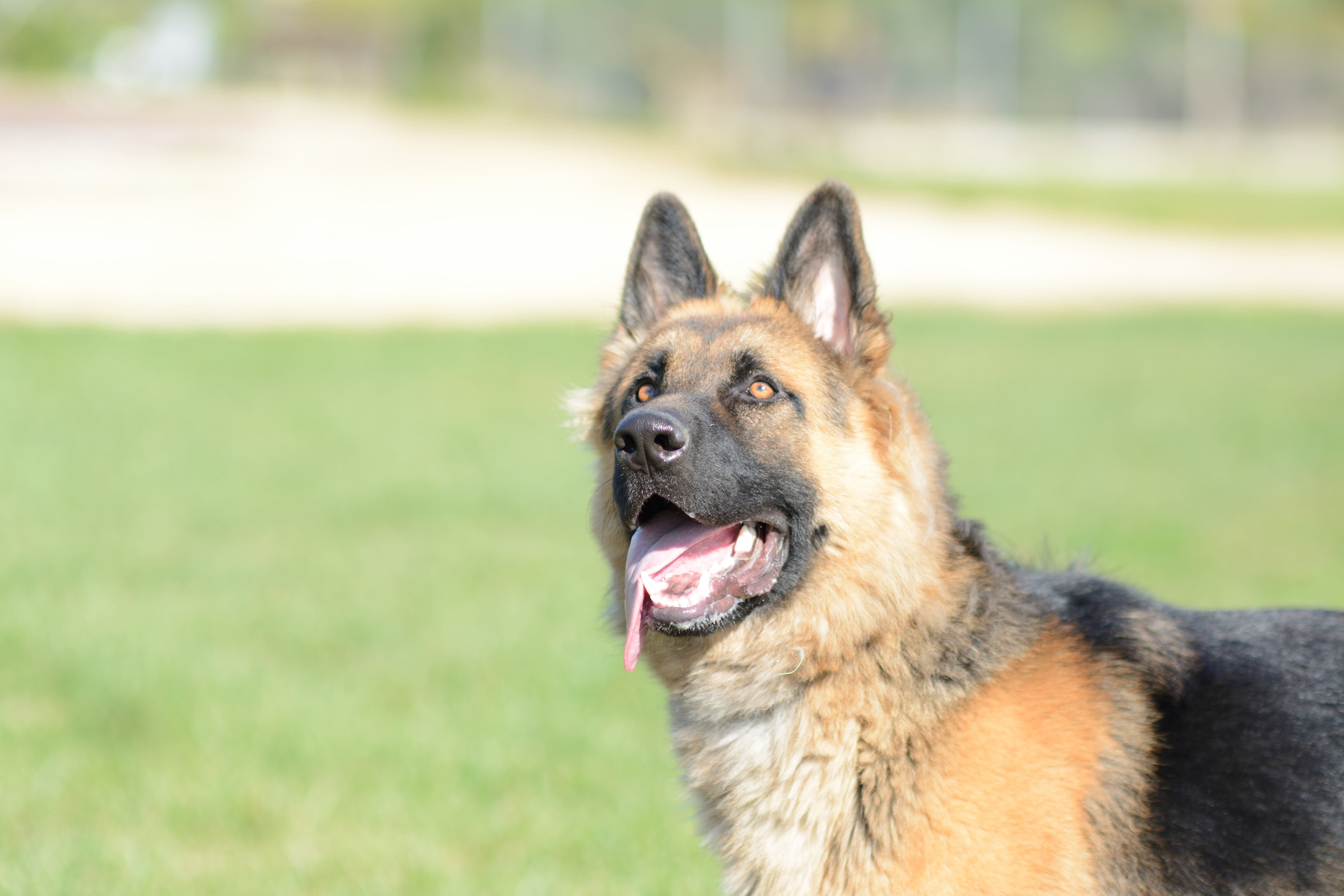 portrait, german, domestic animals, animal head, domestic, pastor, facial expression, animal mouth, one animal, nature, animal, alsatian, black, shepherd, HD Wallpaper