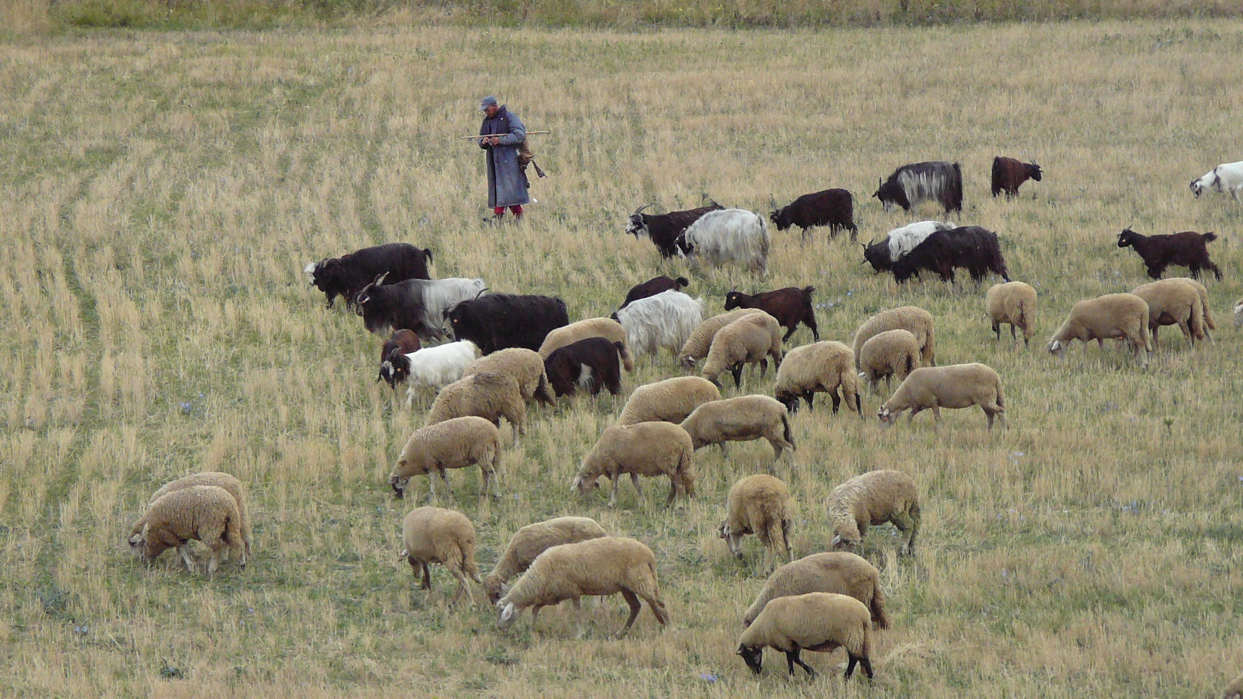 animal themes, herbivorous, 2K, day, sheep, herd, village, pets, animal, shepherd, field, vertebrate, animals, hiking, mammal, livestock, nature, flock of birds, HD Wallpaper