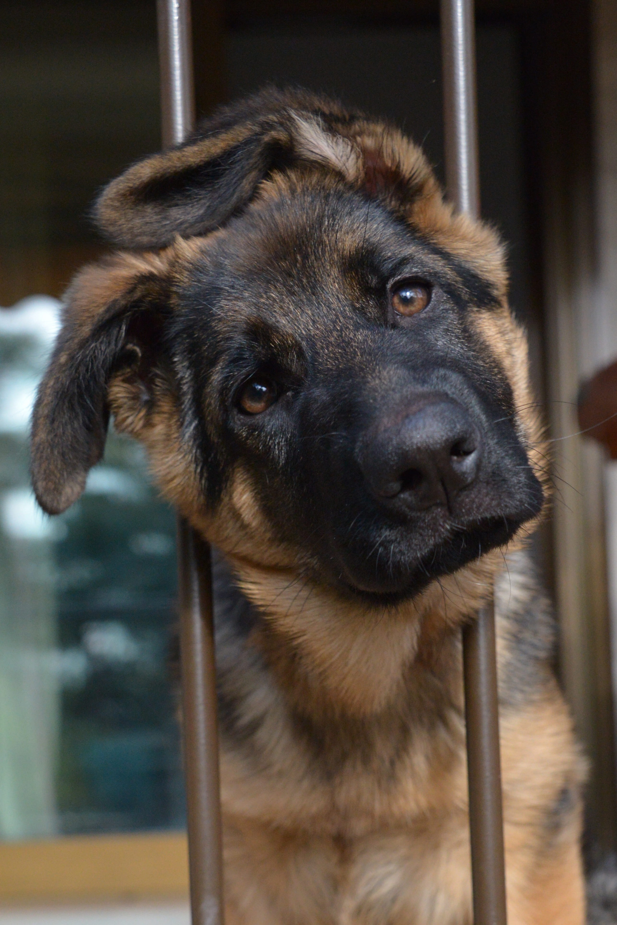 german, dog, mammal, domestic, close-up, focus, photo, black, canine, domestic animals, pastor, no people, one animal, tan, day, indoors, shepherd, animal body part, Phone HD Wallpaper