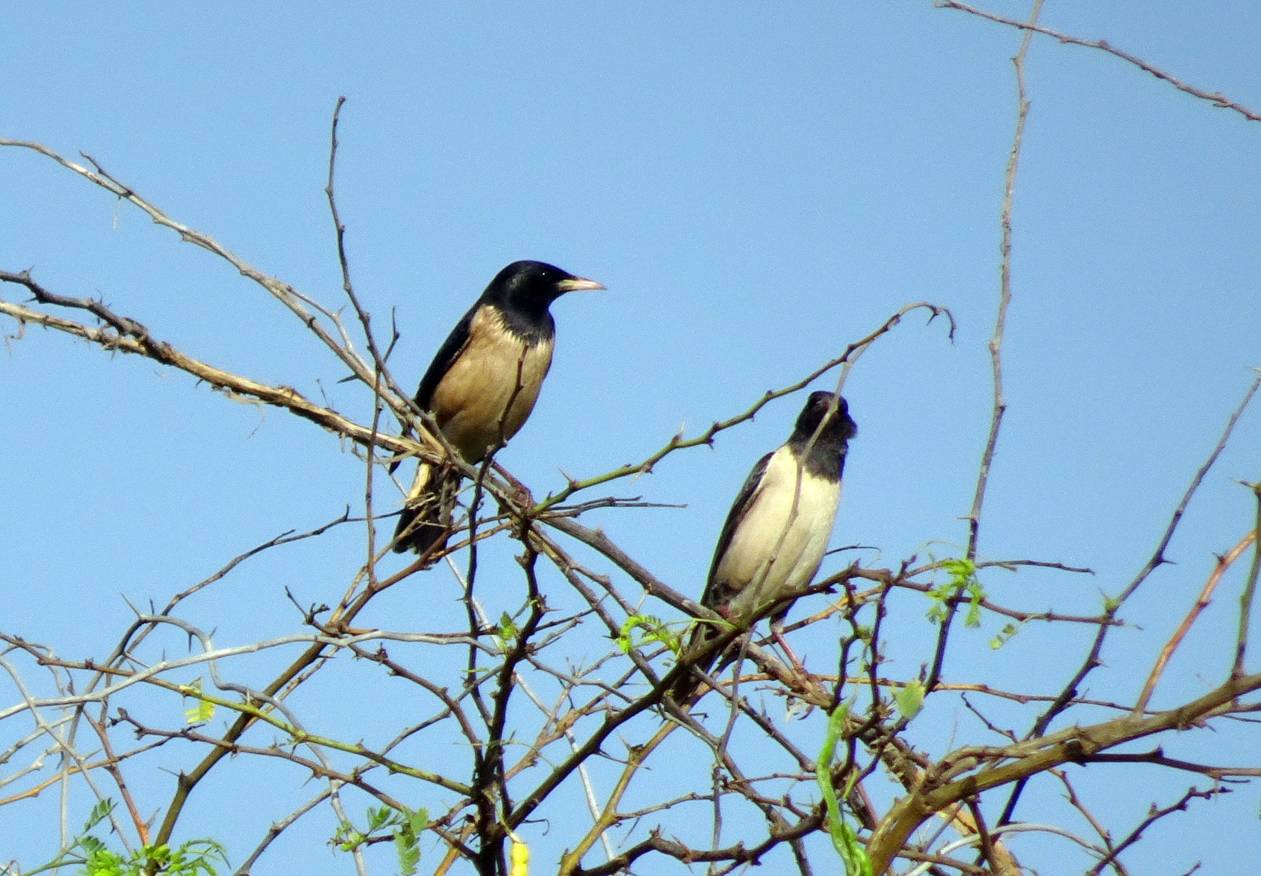 nature, blue, animal themes, clear sky, porbandar, tree, one animal, Rosy Starling, rosy pastor, fauna, day, group of animals, plant, low angle view, sturnidae, HD Wallpaper