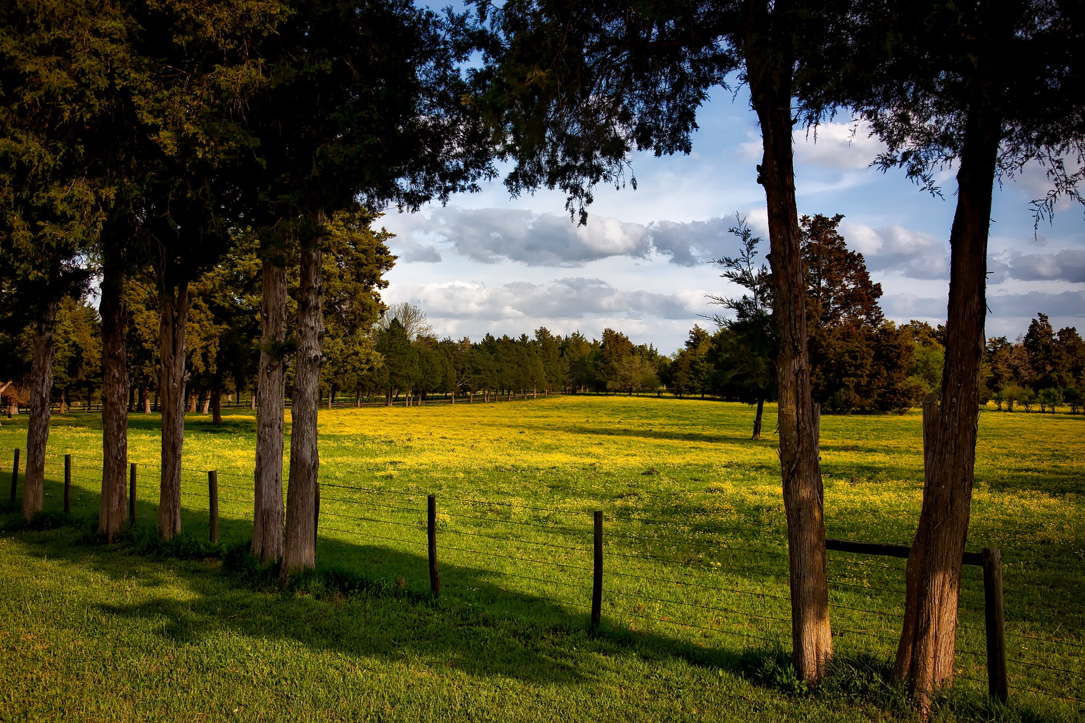 nature, trunk, tree trunk, plant, growth, scenics - nature, alabama, non-urban scene, countryside, beautiful, beauty in nature, tranquil scene, field, environment, HD Wallpaper