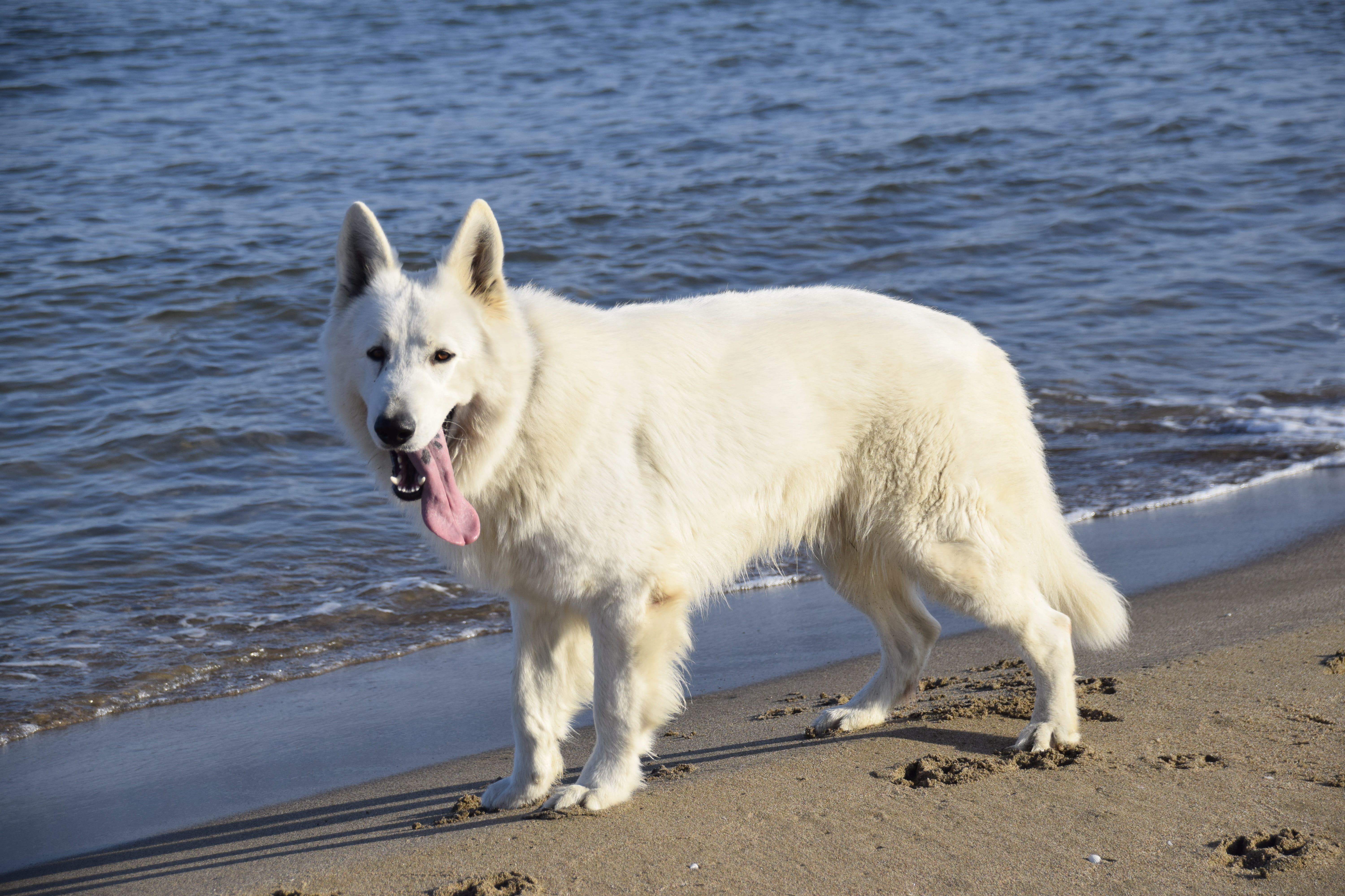 day, domestic animals, 5K, pets, nature, animal, one animal, canine, white color, swiss pastor, standing, purebred dog, land, domestic, mammal, sea, beach, HD Wallpaper
