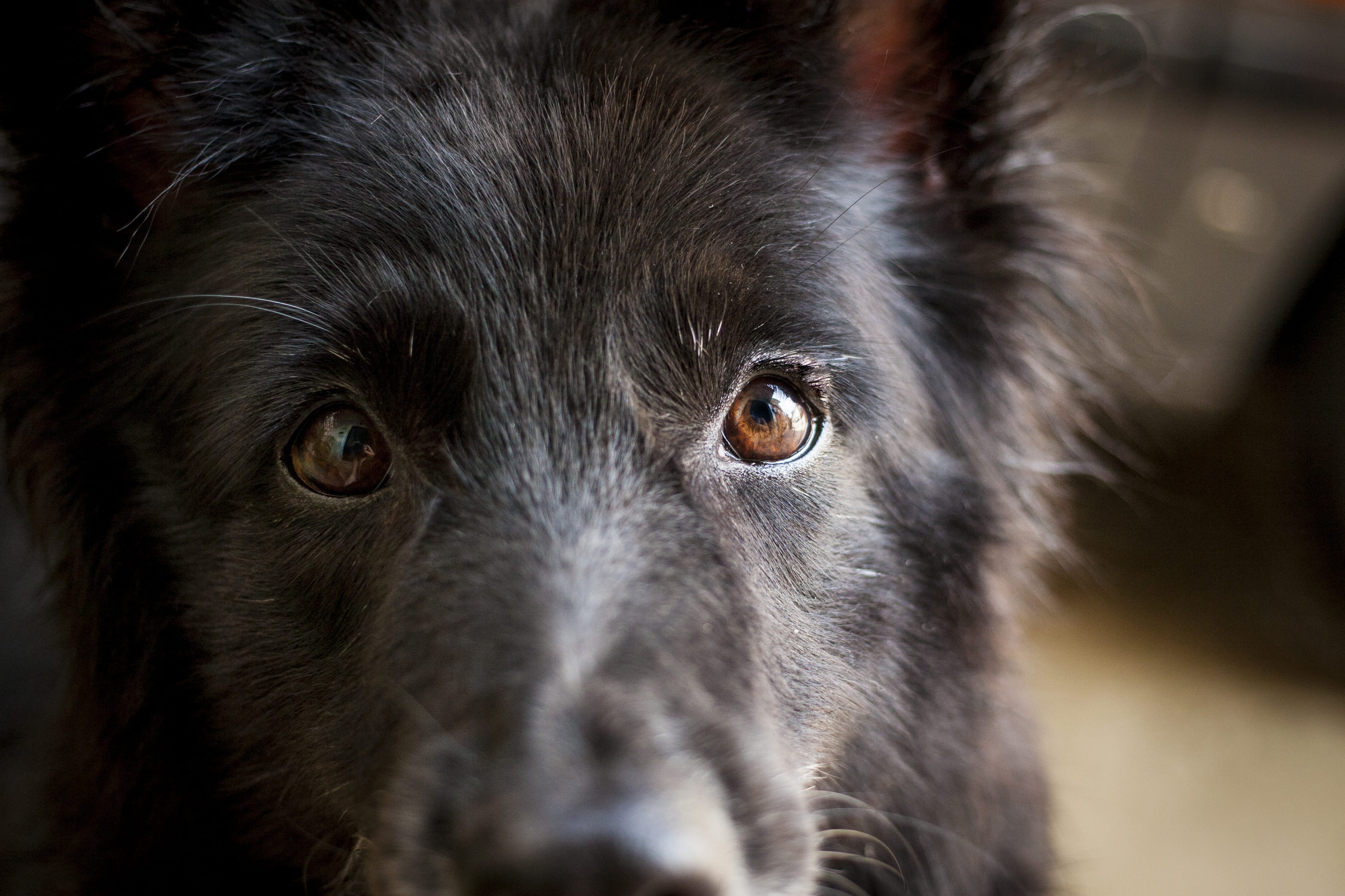 dog, assistir, cão, rio de janeiro, preto, fiel, portrait, watch, animal themes, close-up, looking at camera, see, domestic, olho, mammal, animal hair, HD Wallpaper
