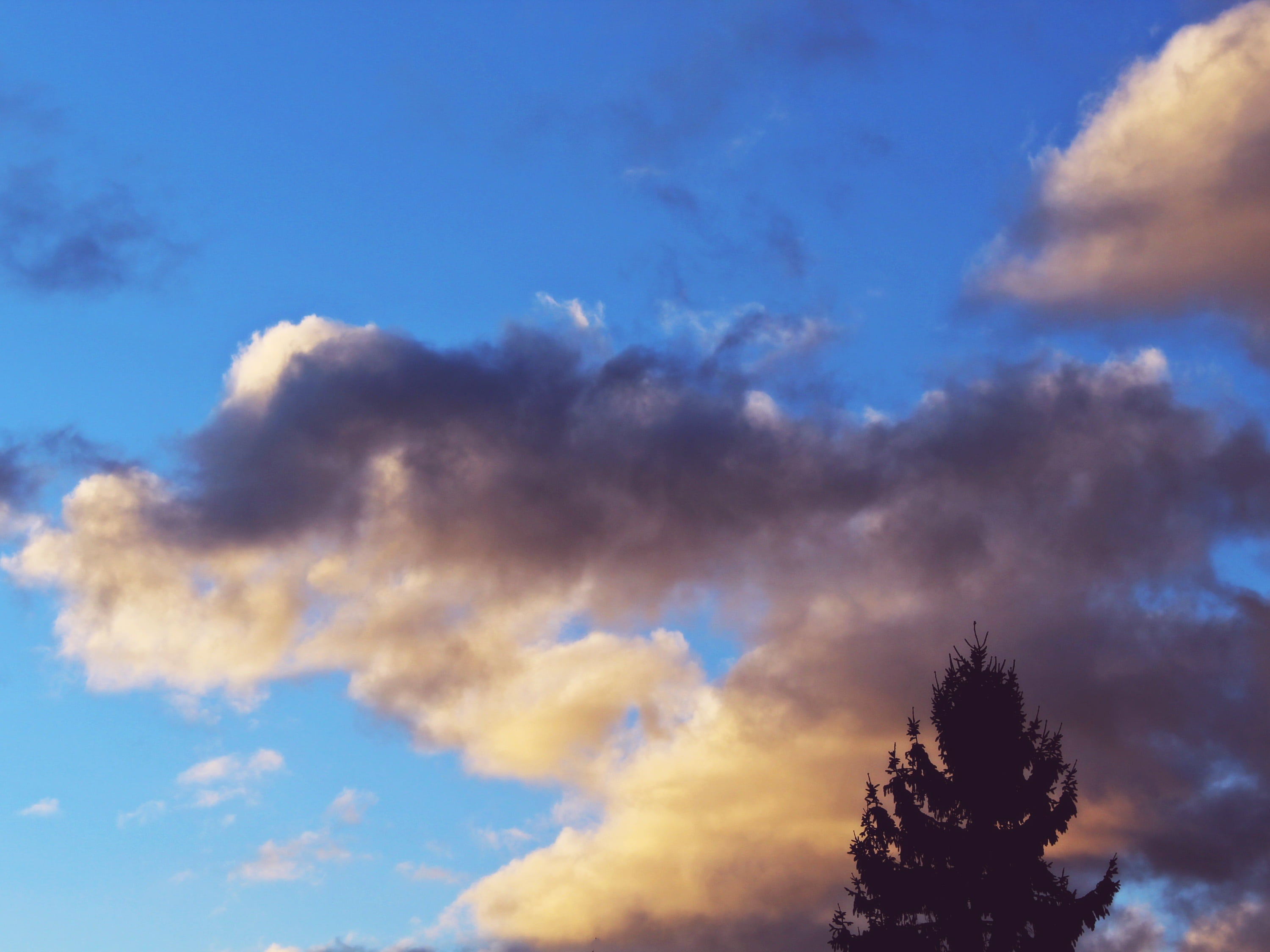 treetop, romantic, white, coniferous tree, high section, day, mystical, conifer, evening sky, nature, bright, cloud - Sky, sky beams, atmospheric, mysterious, HD Wallpaper