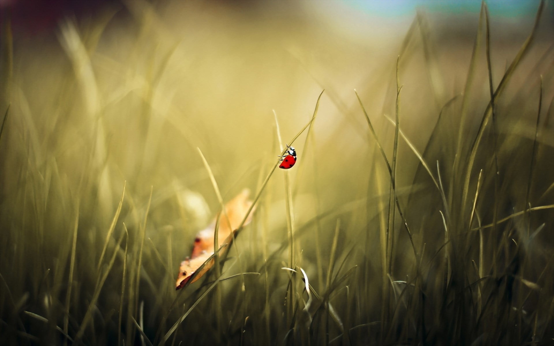 animals, blade of grass, invertebrate, cereal plant, macro, ladybugs, plant, animal, closeup, animal themes, animal wildlife, white, 1080P, ladybug, selective focus, HD Wallpaper