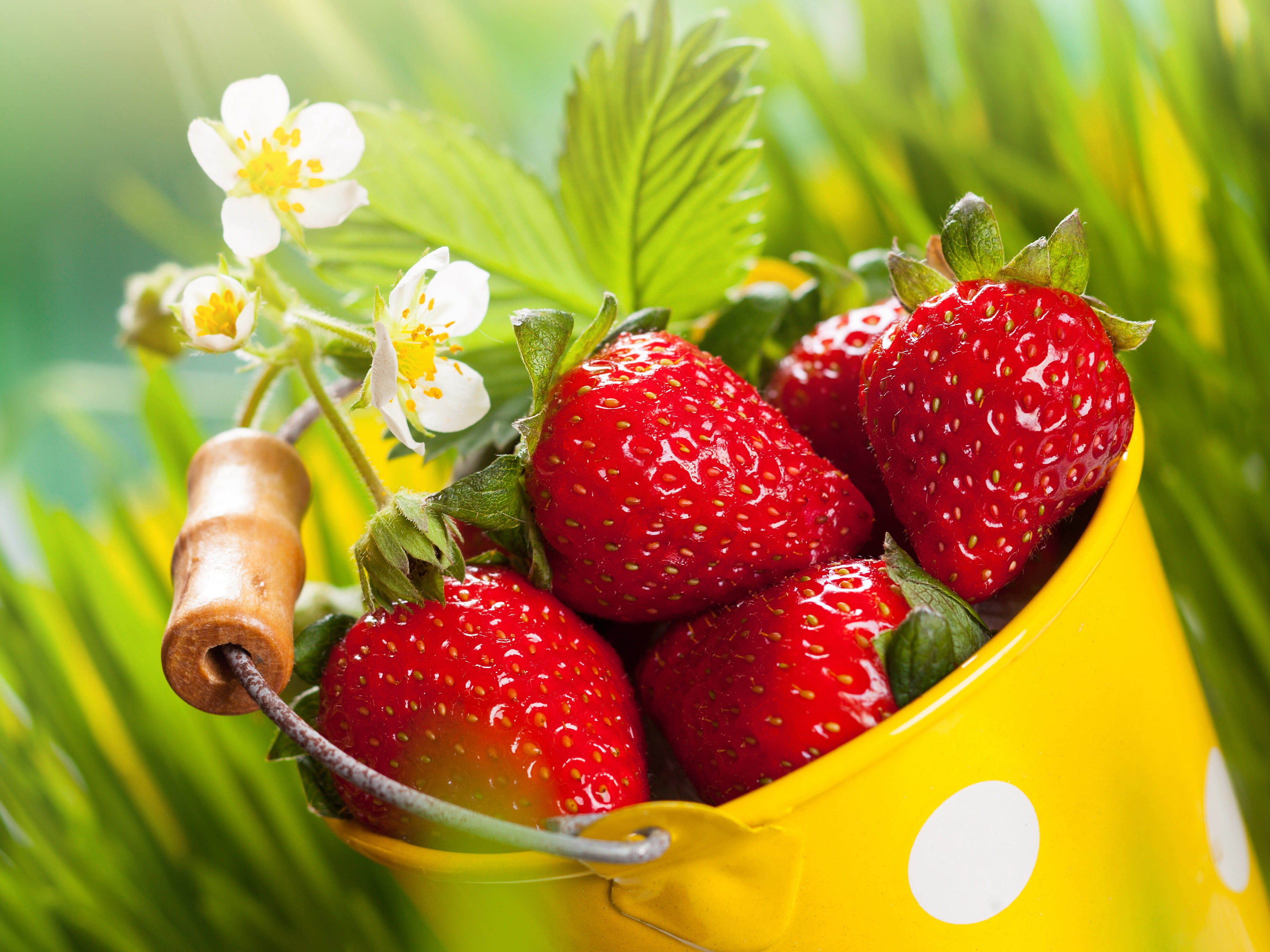 food and drink, flowering plant, freshness, 2K, depth of field, no people, leaf, healthy eating, wellbeing, flowers, plant, nature, flower, yellow, berry fruit, HD Wallpaper