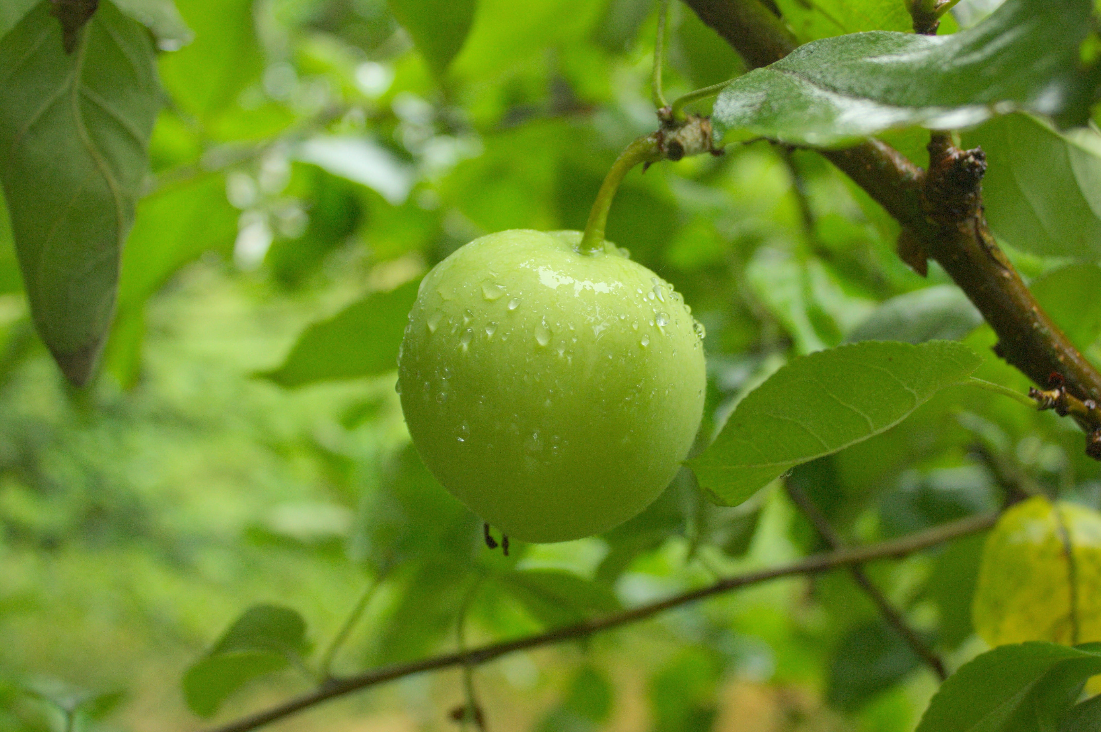 growth, leaf, round, day, apple tree flowers, fruit, outdoors, beauty in nature, wet, close-up, sad, healthy eating, eat, Apple Tree, ripe, Flowers, wellbeing, HD Wallpaper