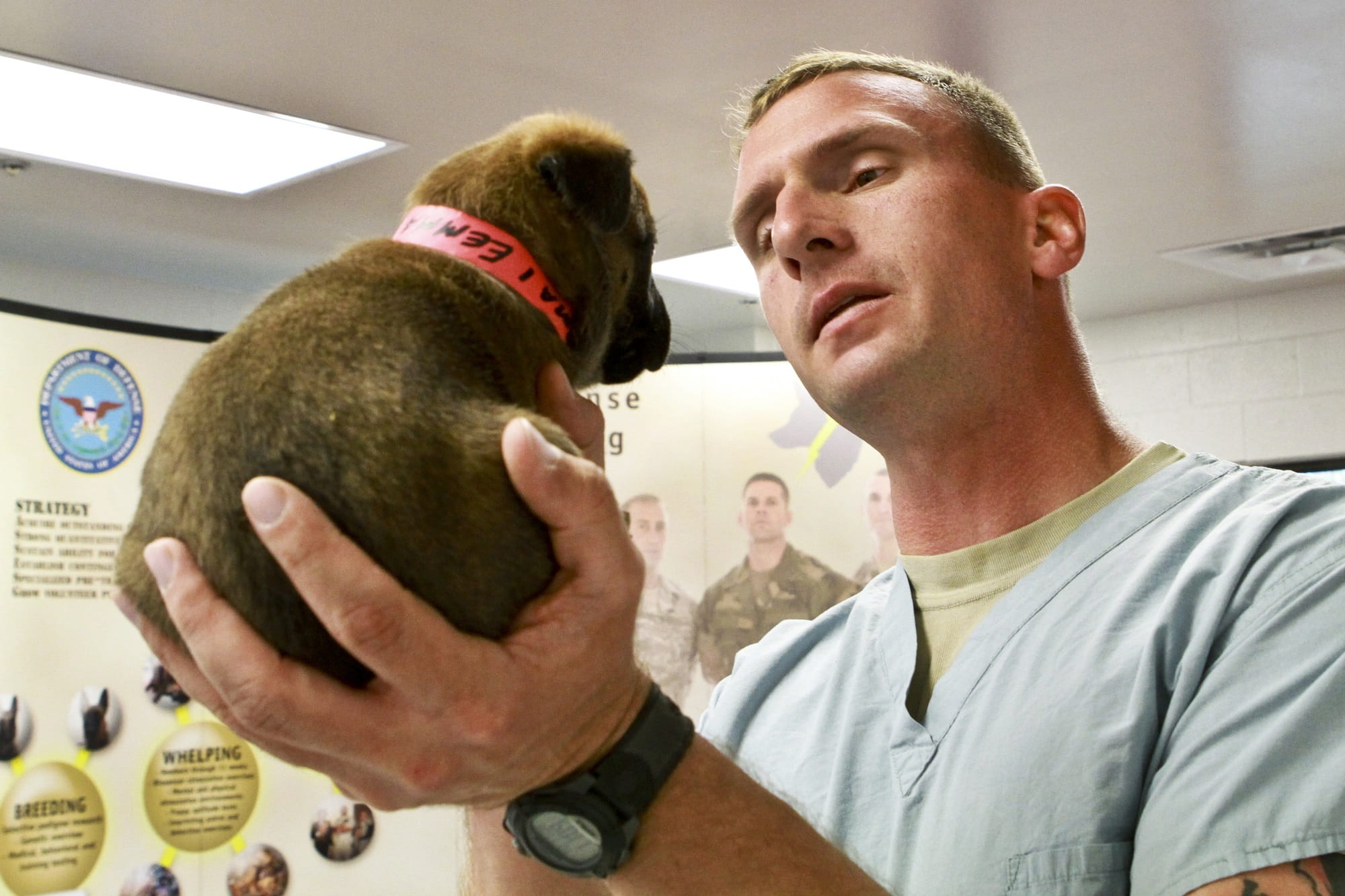 pets, people, animal, medical, domestic animals, dog, canine, adult, men, one animal, 1080P, two people, checkup, veterinarian, pet, fun, doctor, headshot, HD Wallpaper