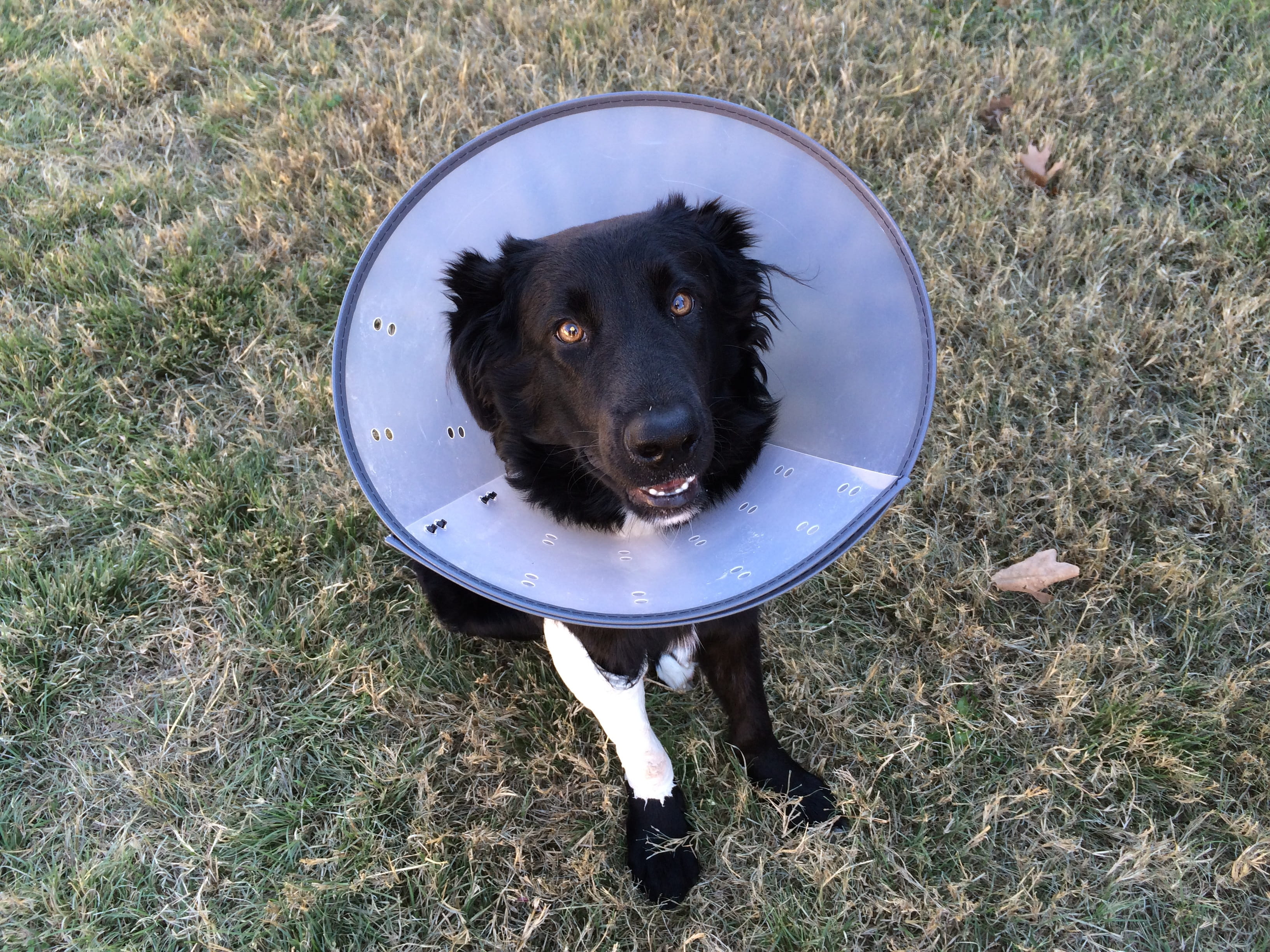 adult, Canine, vertebrate, veterinarian, checkup, day, Cone, dogs, border, sitting, no people, Shame, medicine, border collie, operation, black, elizabethan, HD Wallpaper