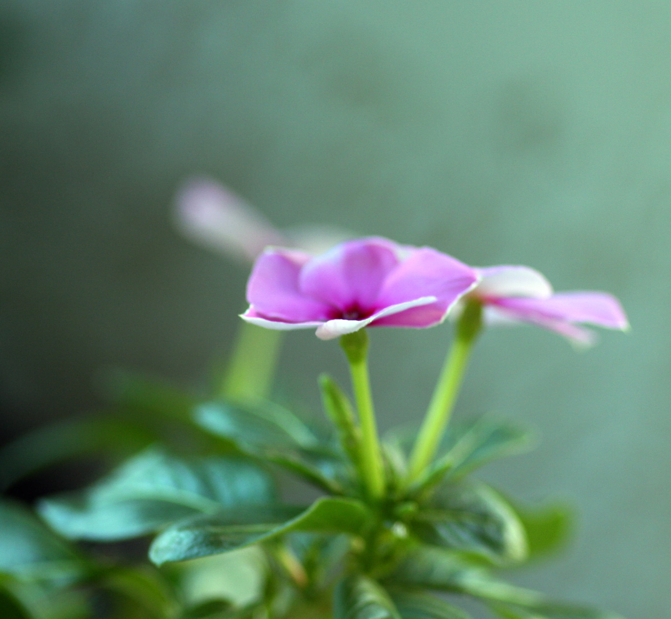 pink Color, fantastic, physical  health, good, superior, mm, macro, floral, super, cure, sigma, gorgeous, d40, 1080P, winner, petal, beautiful, phenomenal, HD Wallpaper