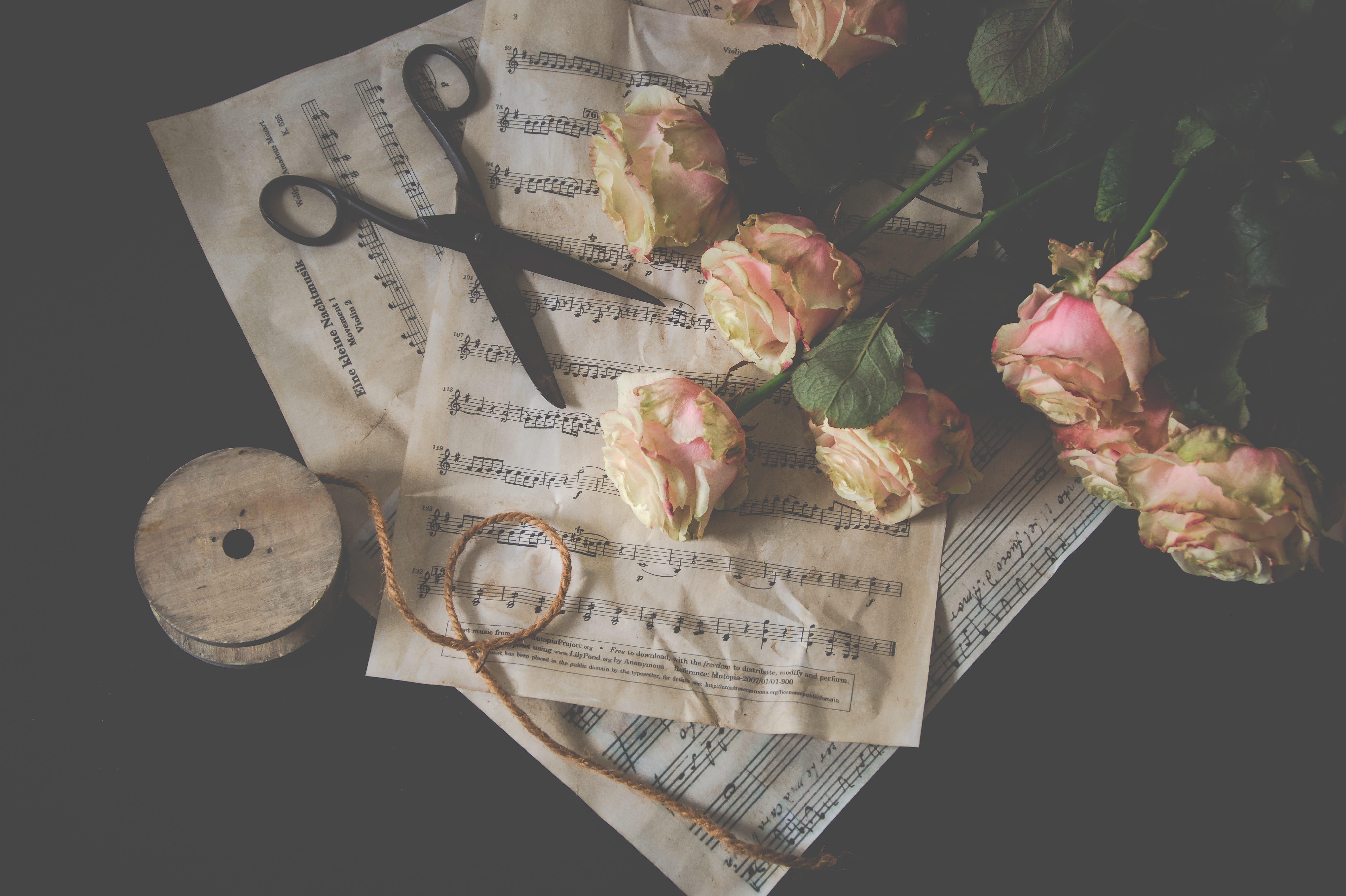 roses, beauty in nature, flowering plant, flower head, photography, lay, close-up, white, fragility, plant, paper, shears, rose - flower, message, text, HD Wallpaper