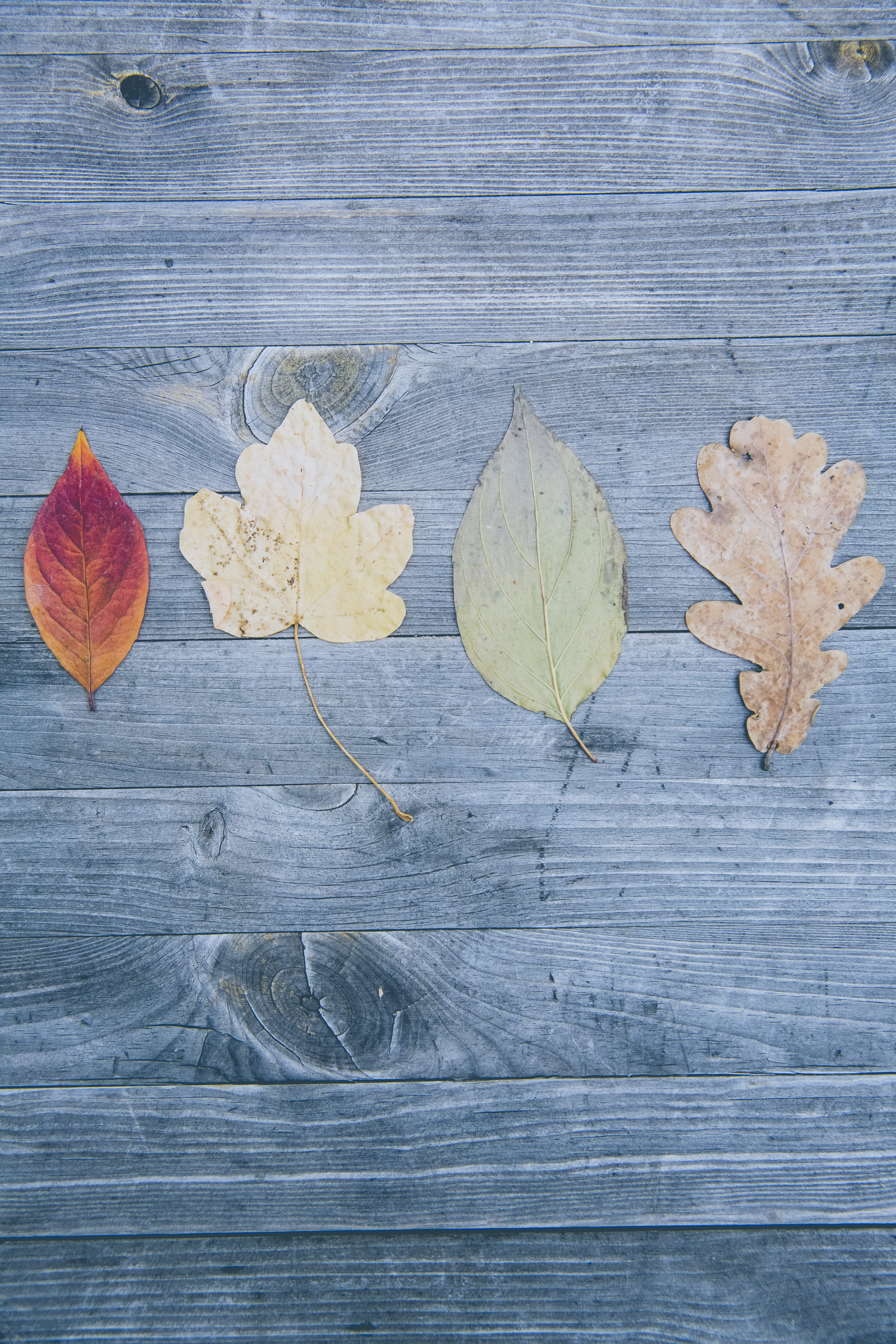 dry, texture, pattern, maple leaf, wood - material, flay lay, textured, life, season, day, outdoors, plant part, high angle view, four, time, autumn, still life, Phone HD Wallpaper