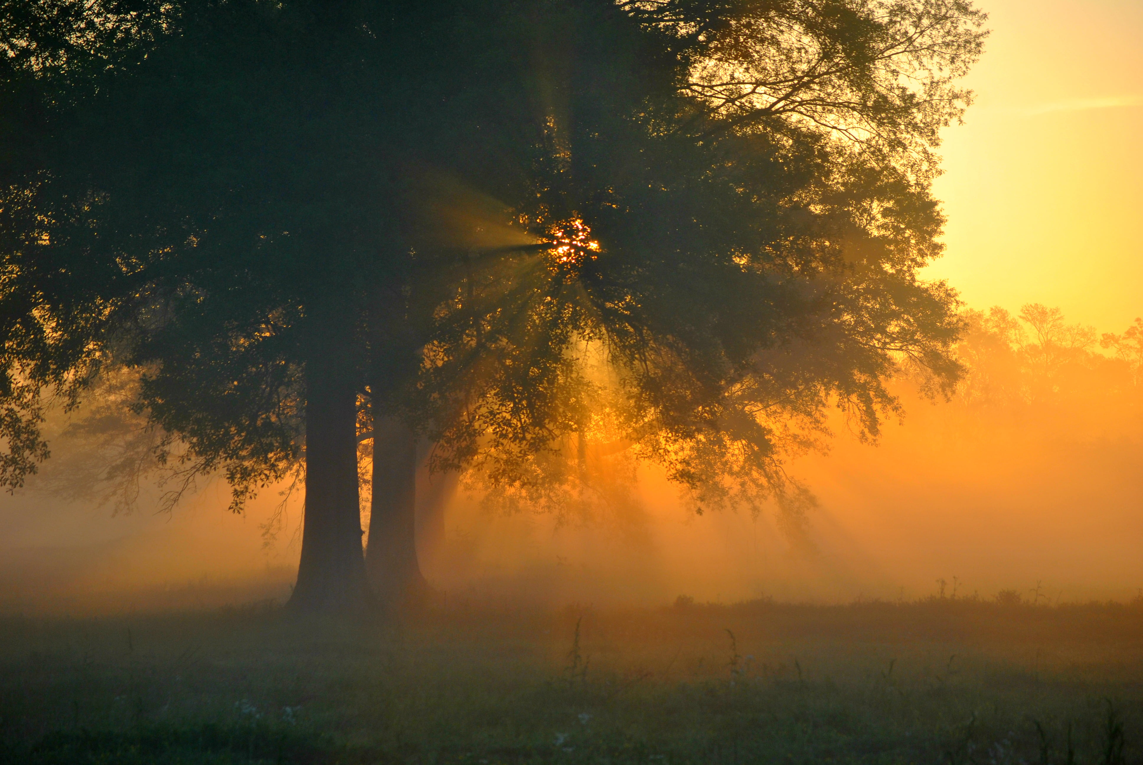 sunbeam, autumn, Light, landscape, Mississippi, morning, picture, dawn, Sunrise, sunrise - Dawn, forest, gold, 4K, sunlight, sun, Tree, outdoors, mist, HD Wallpaper