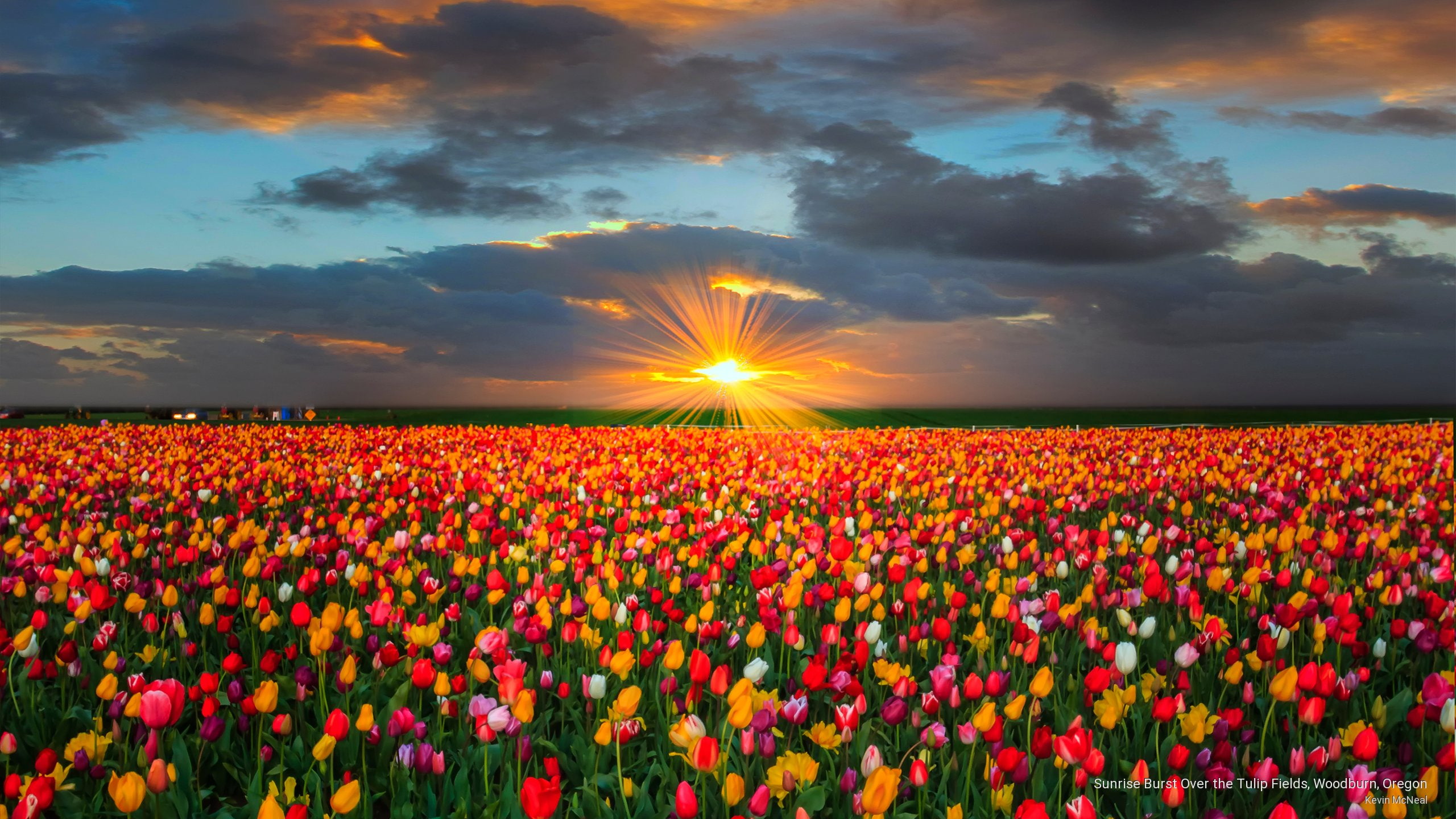 tulip, burst, 2K, oregon, sunrise, fields, woodburn, Flowers/Gardens, HD Wallpaper
