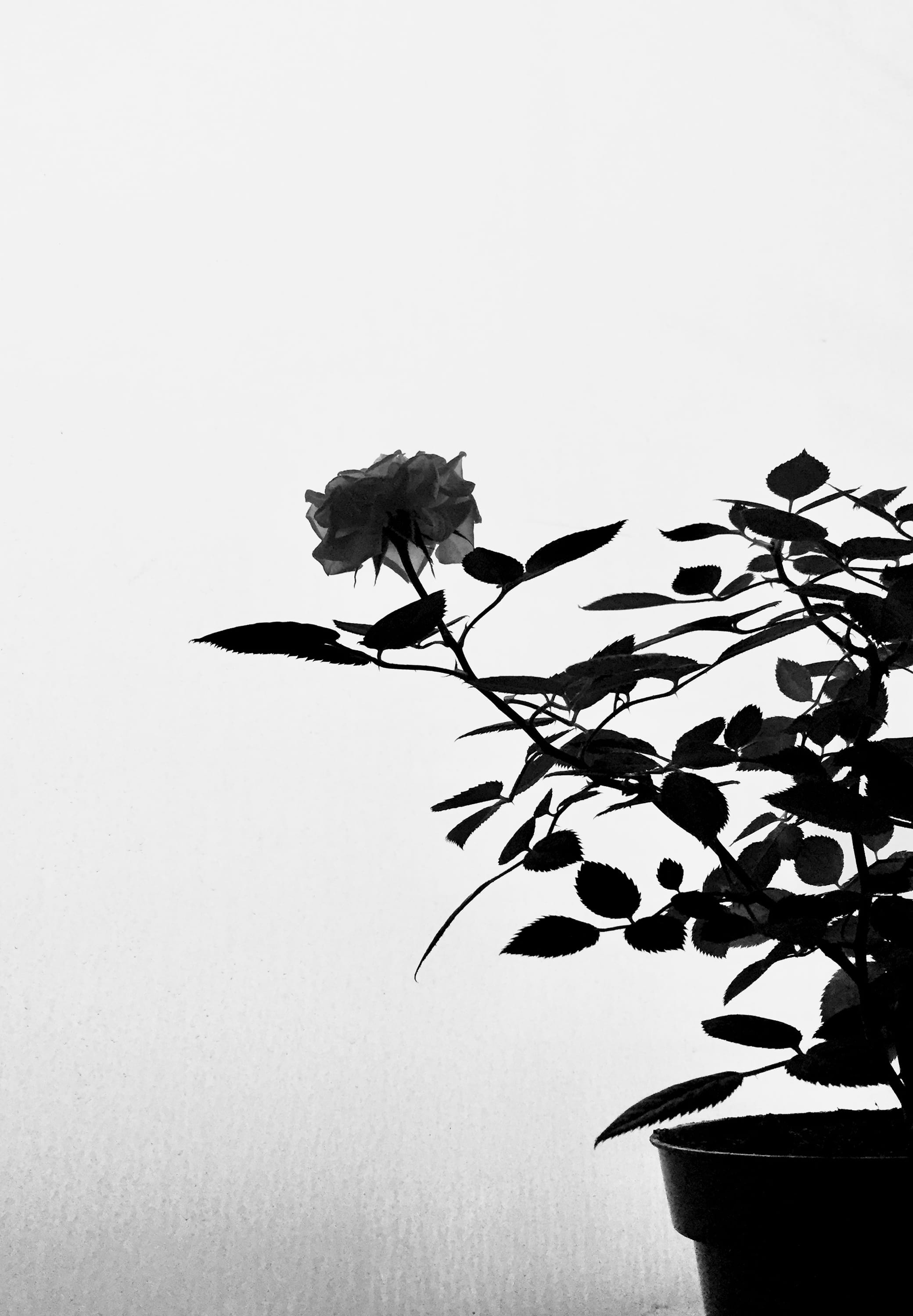 branch, wonder, no people, winter, day, black rose, blacknwhite, 2K, clear sky, plant, sky, growth, animal wildlife, animals in the wild, bird, mobile photography, Phone HD Wallpaper