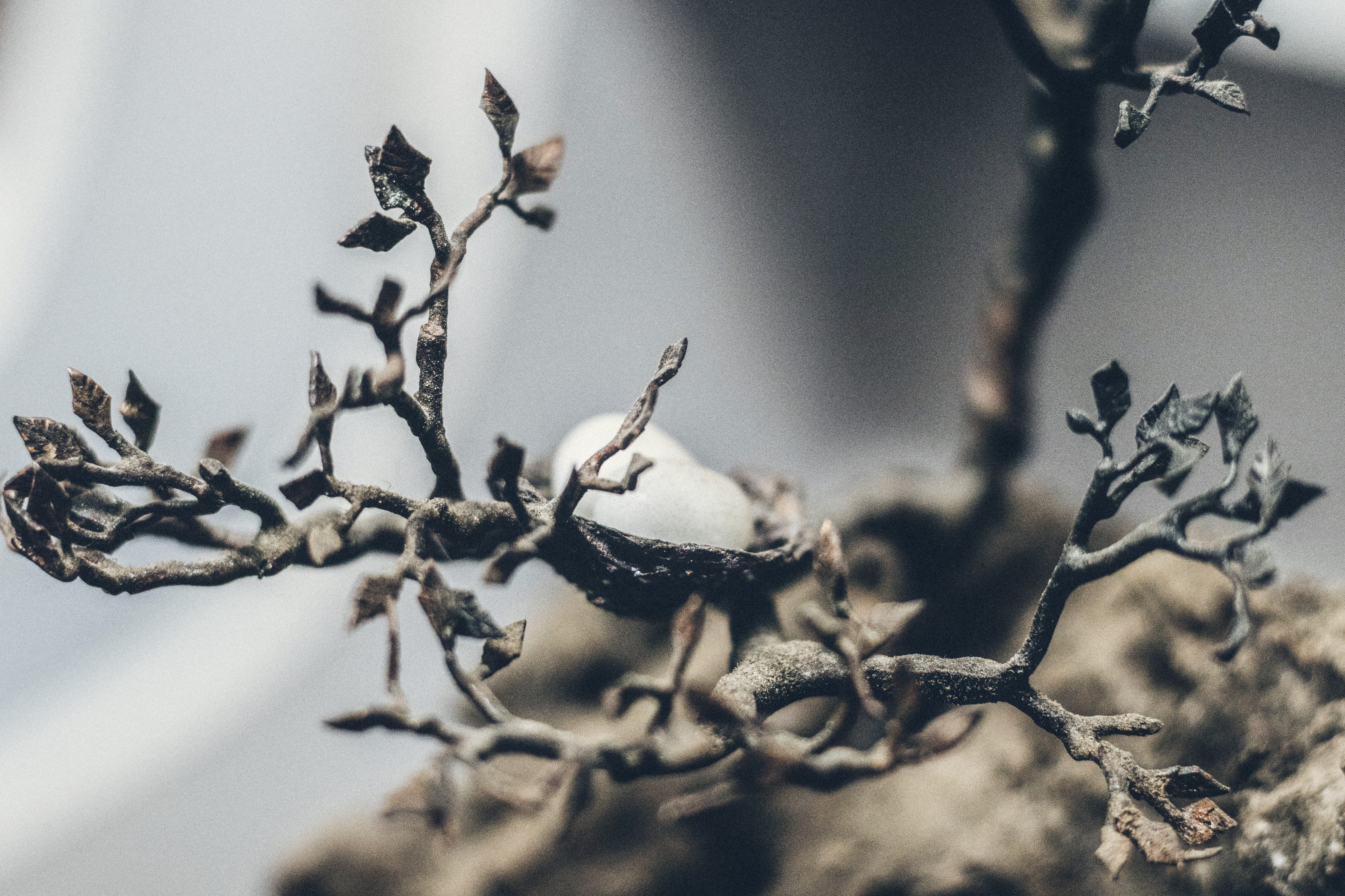 metal, selective focus, day, food, beauty in nature, dead plant, plant, branch, craft, plant stem, design, close-up, nature, hong kong, fruit, twig, detail, HD Wallpaper