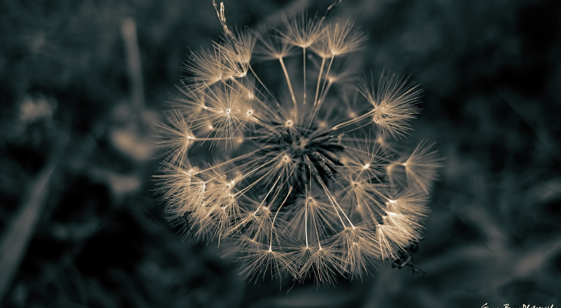 dendelion, survivor, Aero, lone, gaurav borra, Macro, 1080P, HD Wallpaper