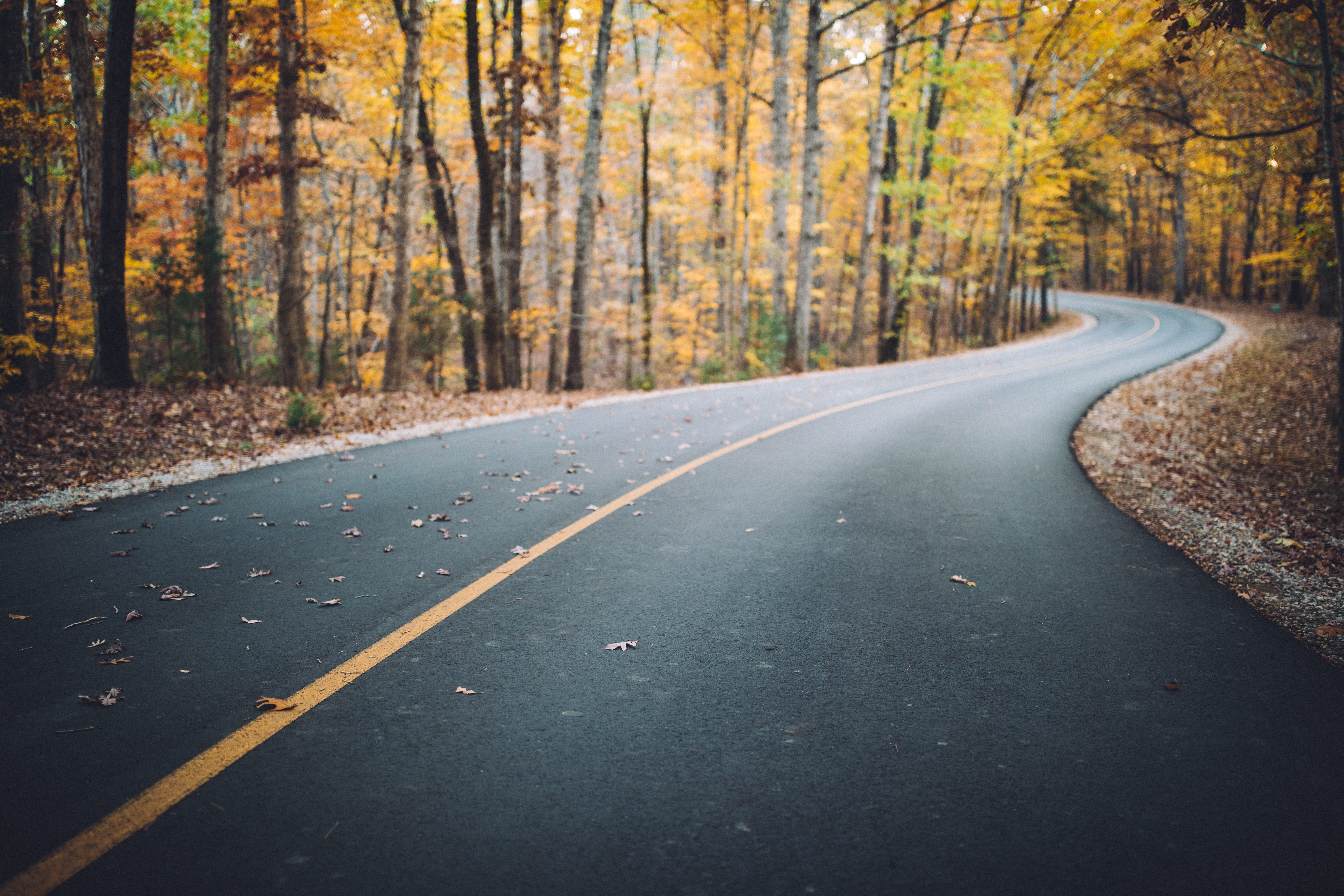 plant, leaf, asphalt, winding road, autumn, road, outdoors, nature, plant part, transportation, background, diminishing perspective, fall, day, no people, HD Wallpaper