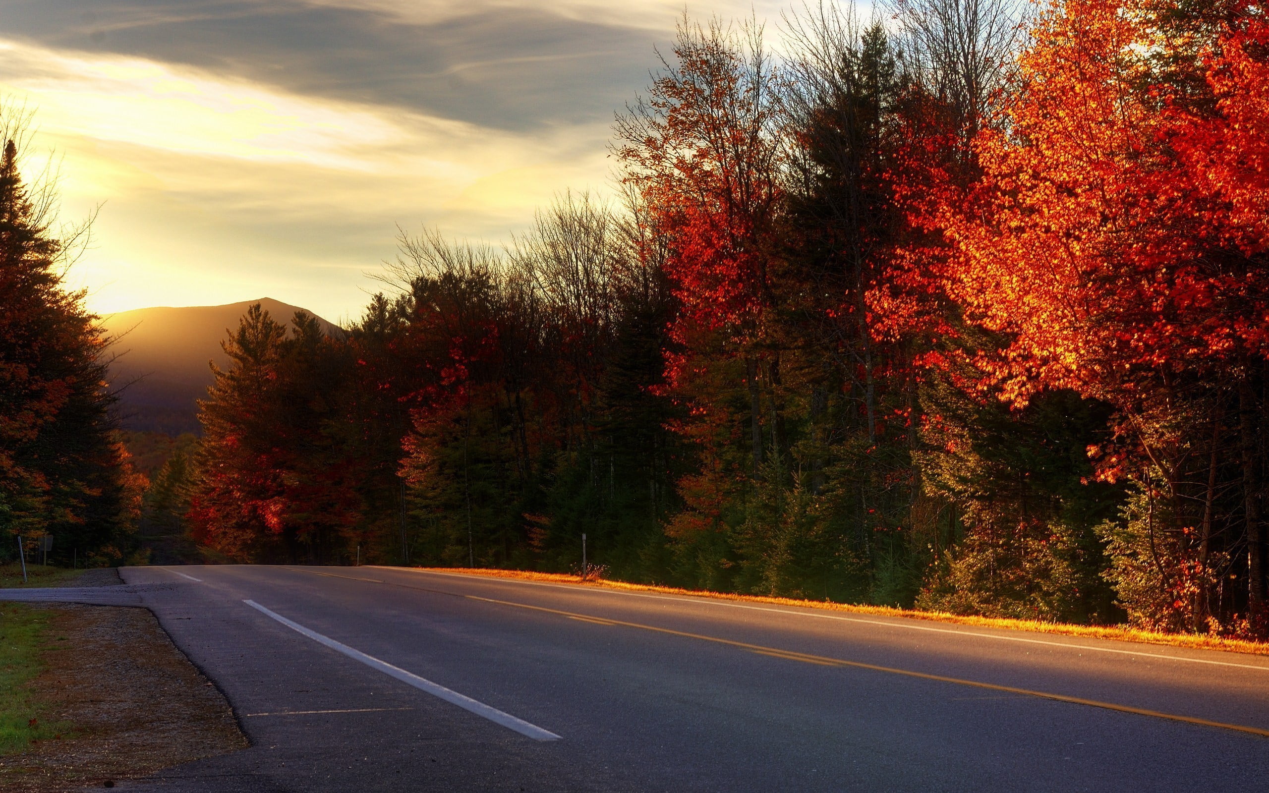 white, fall, trees, dividing line, photography, autumn, road, marking, sign, plant, landscape, the way forward, outdoors, red, painting, growth, orange color, HD Wallpaper