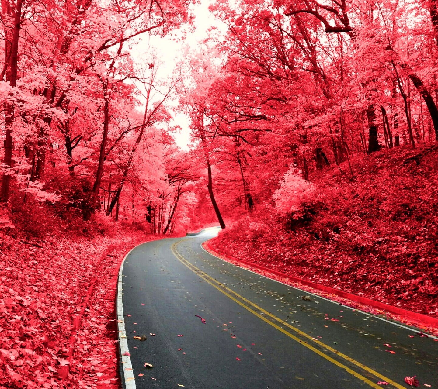 red, the way forward, sign, street, growth, nature, pink, road marking, autumn, outdoors, change, cherry blossom, diminishing perspective, beauty in nature, HD Wallpaper