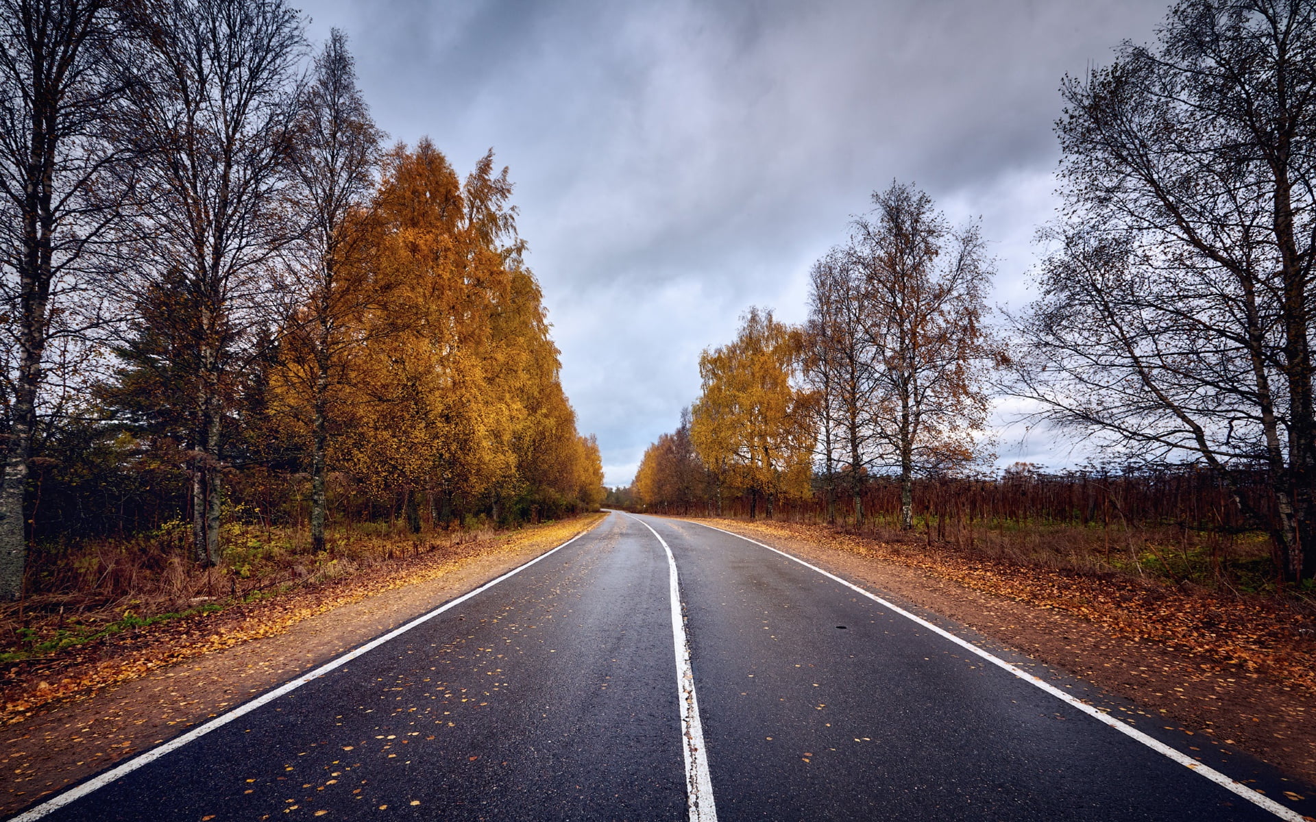 non-urban scene, road marking, road, tranquil scene, overcast, sign, nature, 1080P, transportation, birch, no people, vanishing point, dividing line, plant, HD Wallpaper