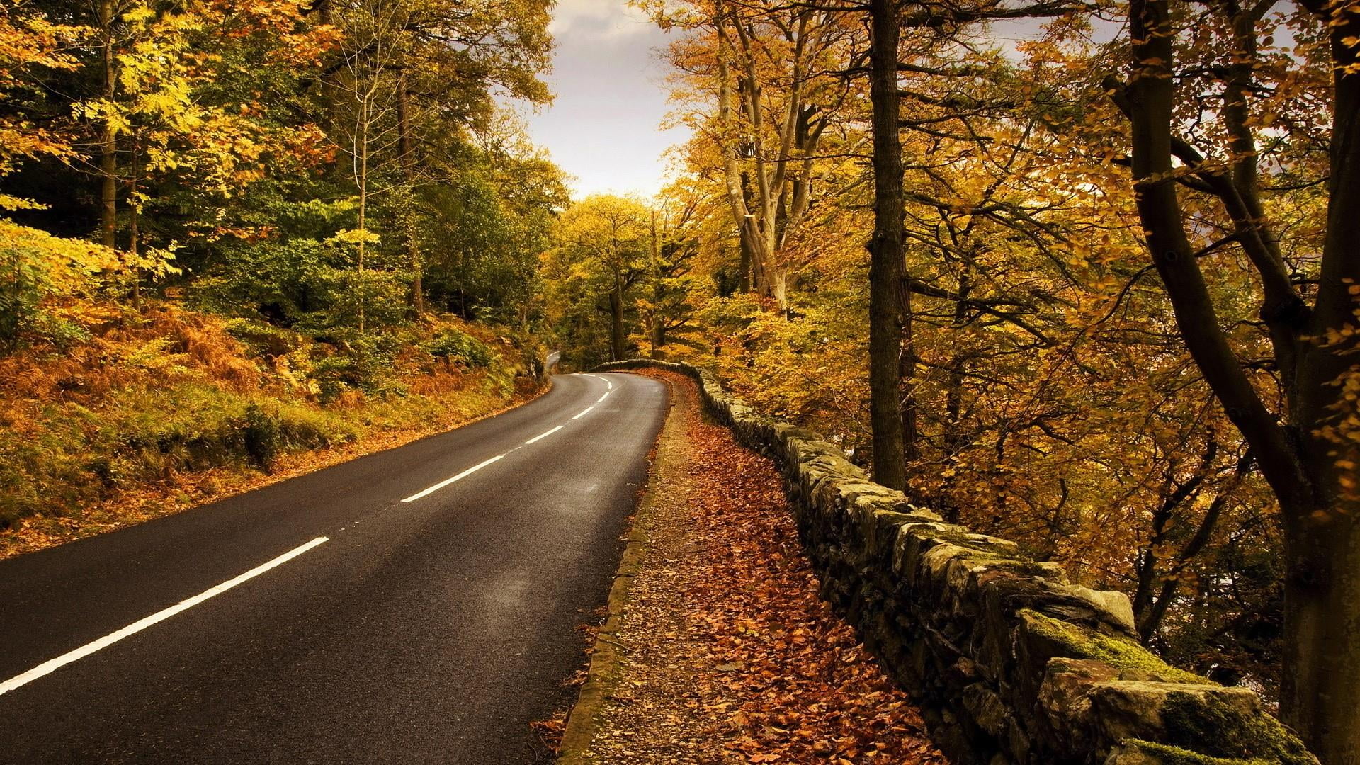 scenics - nature, forest, plant, direction, autumn, road marking, transportation, outdoors, diminishing perspective, 1080P, land, leaf, beauty in nature, HD Wallpaper